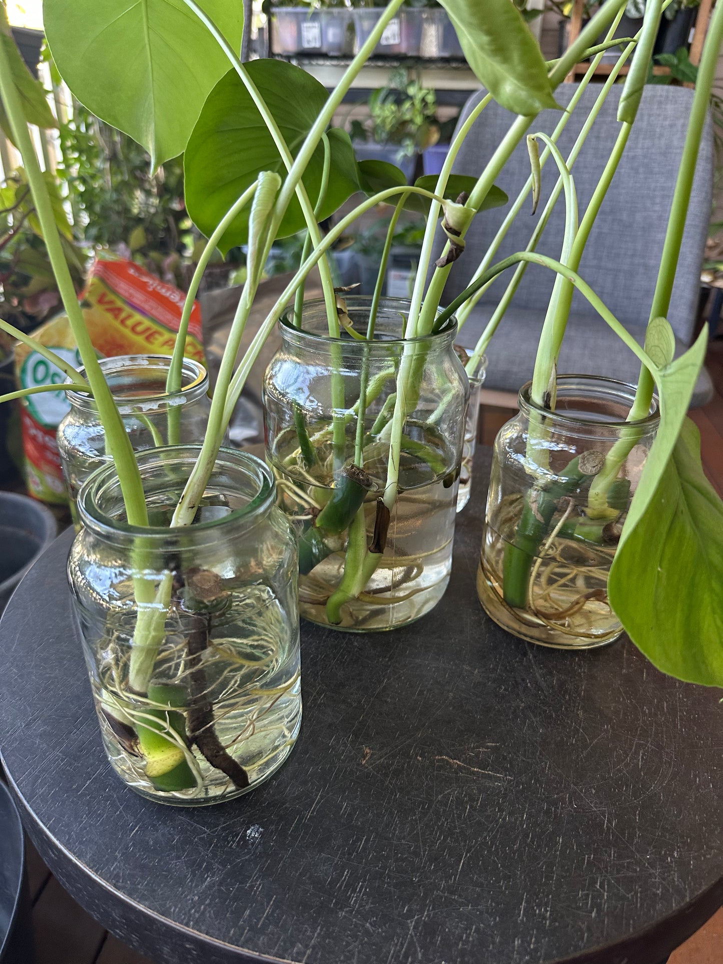 Monstera Deliciosa Babies