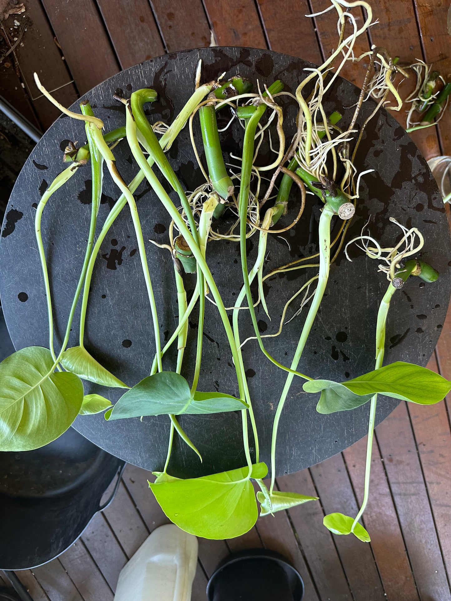 Monstera Deliciosa Babies