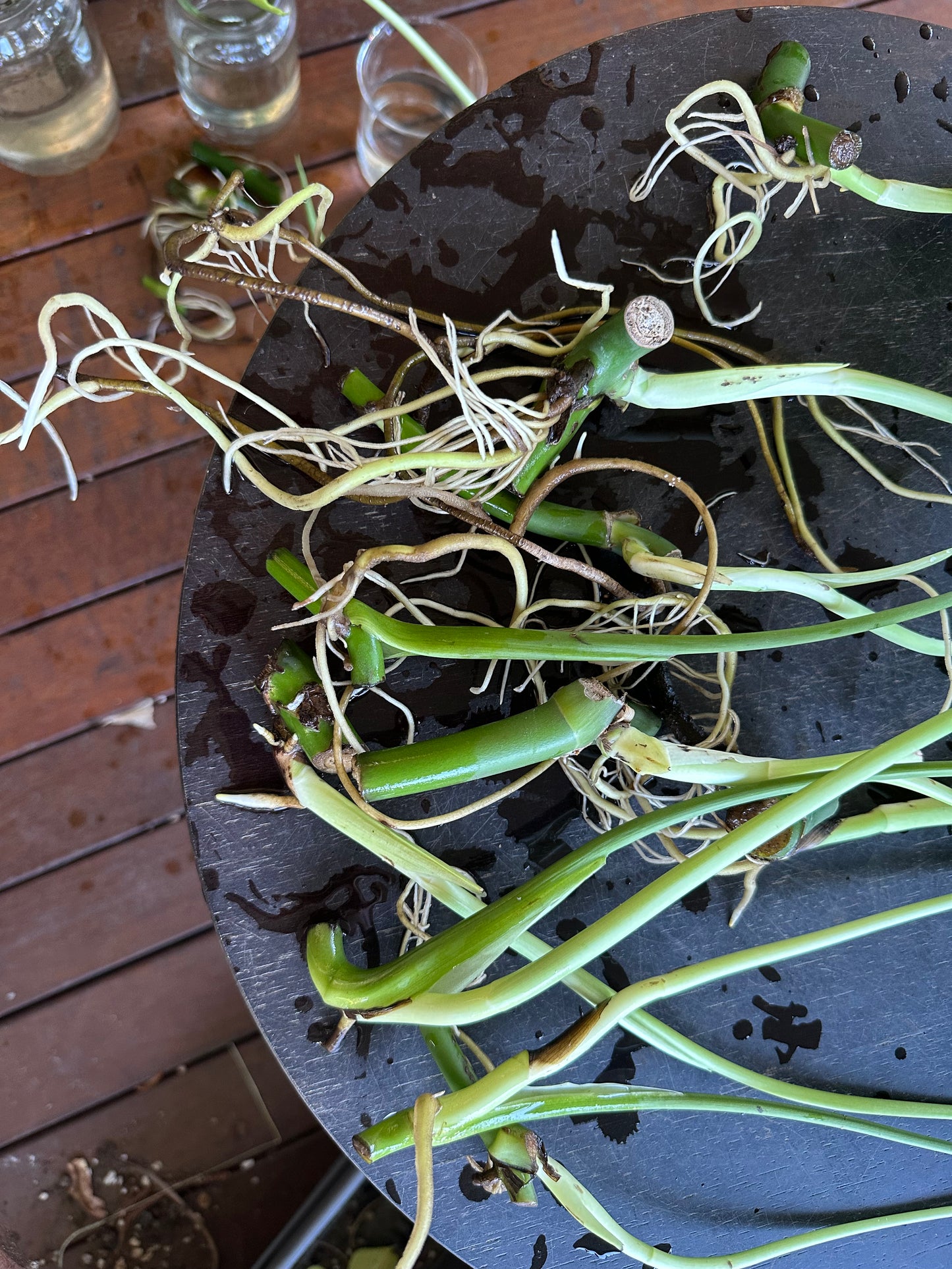 Monstera Deliciosa Babies