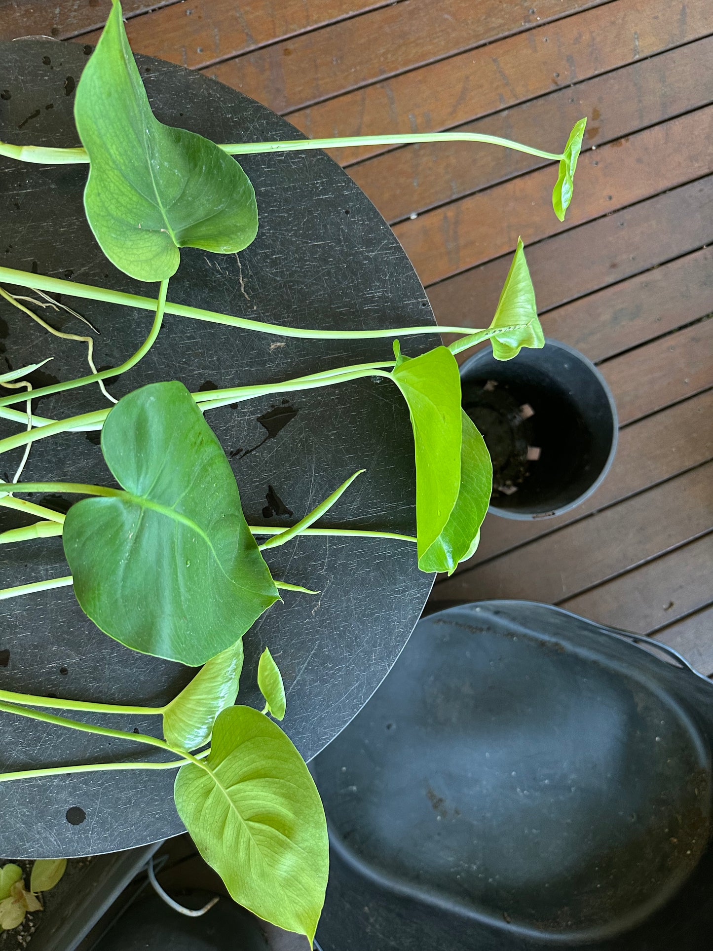 Monstera Deliciosa Babies