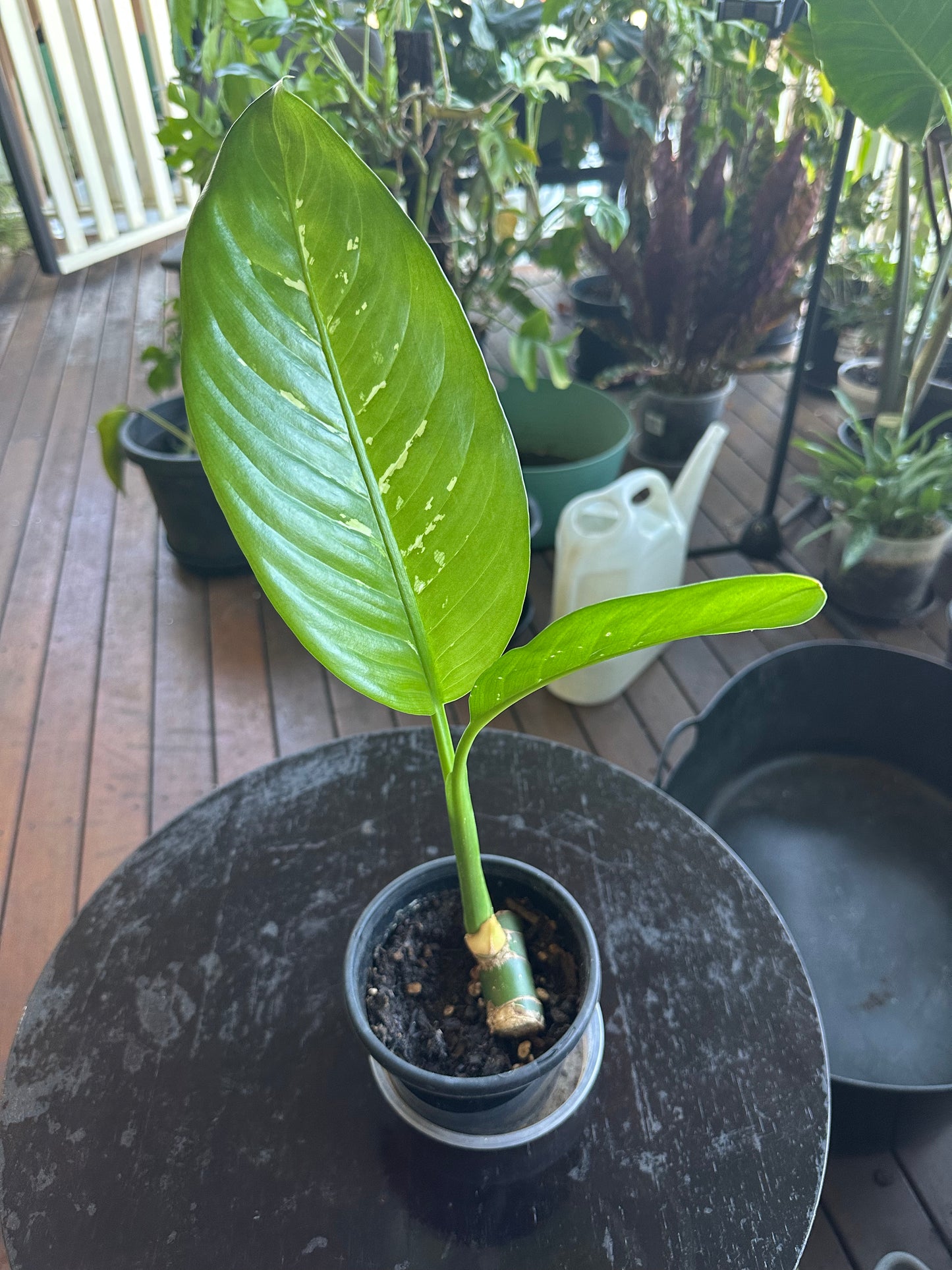 Dieffenbachia