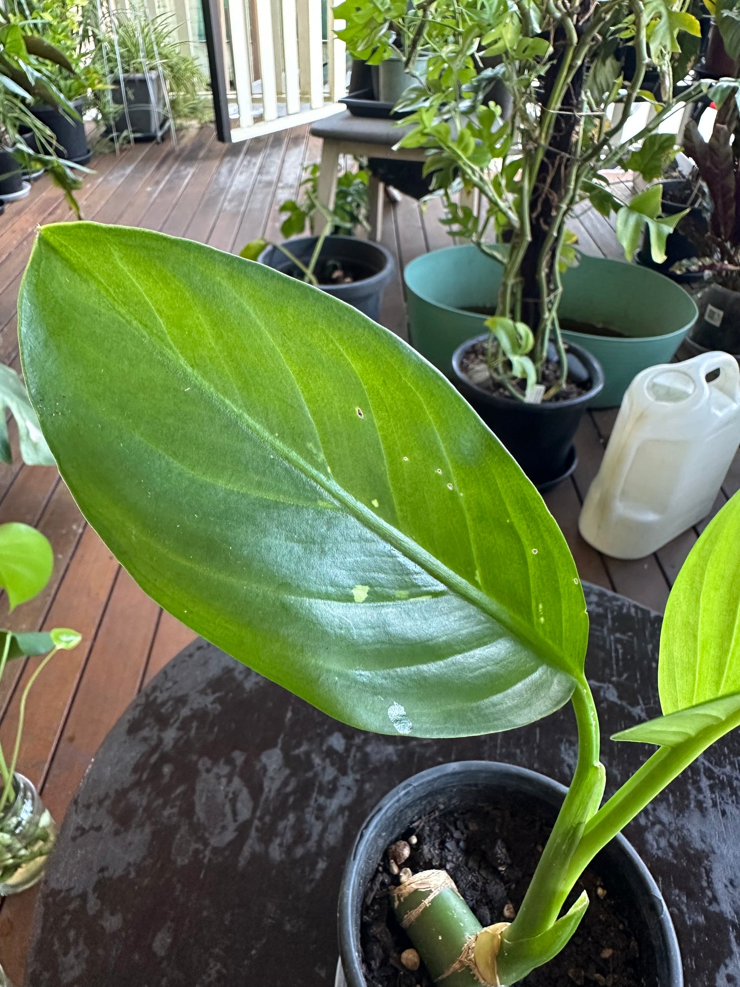 Dieffenbachia