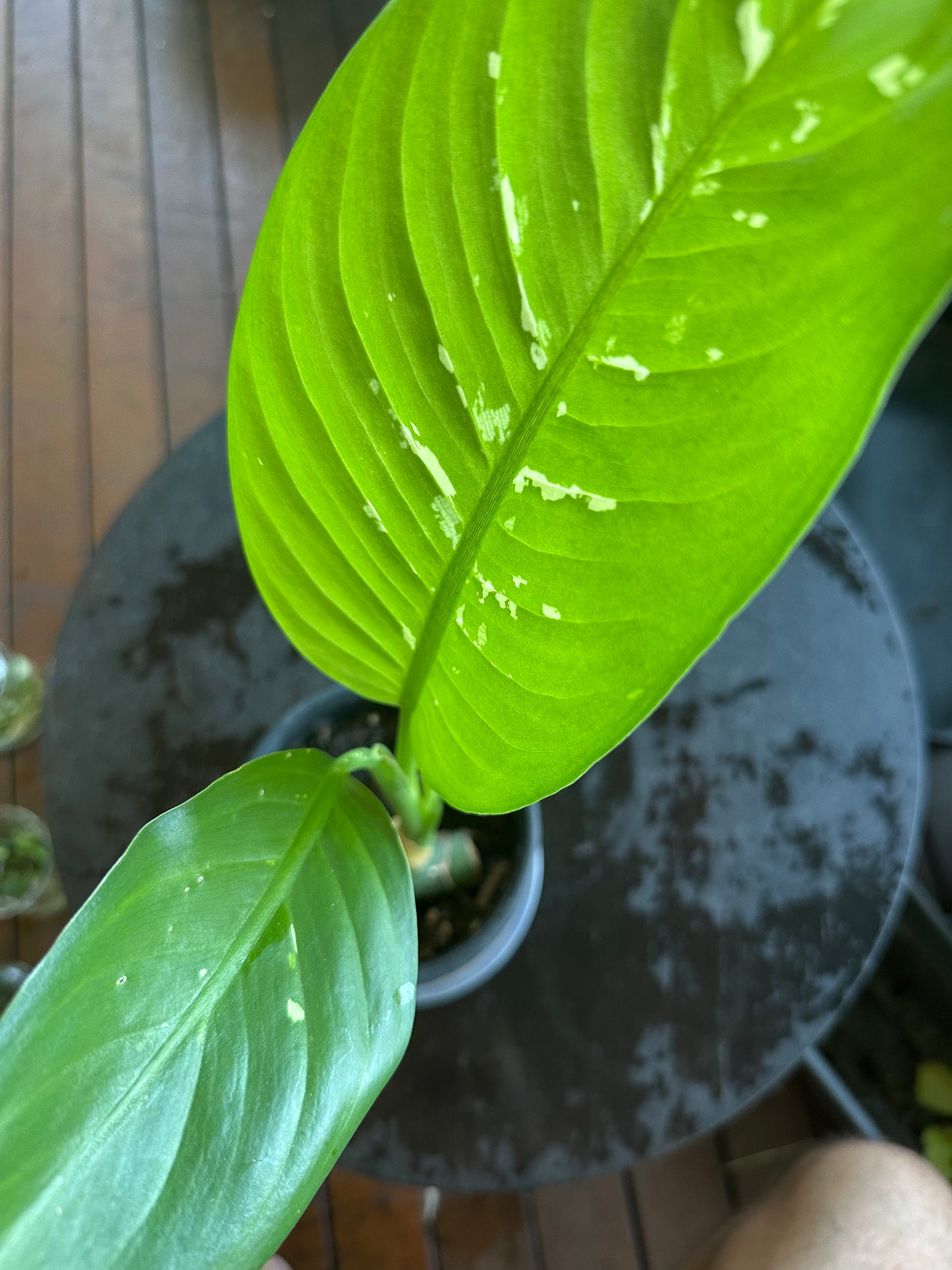 Dieffenbachia