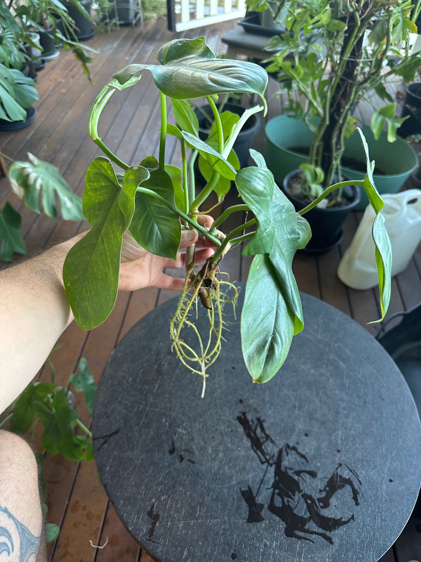 Philodendron Bipennifolium Cuttings (large)