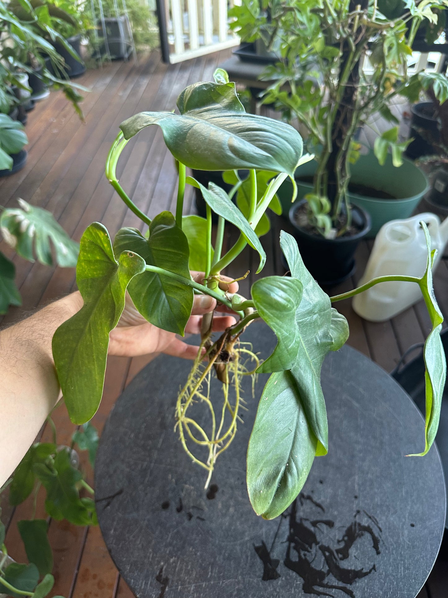 Philodendron Bipennifolium Cuttings (large)