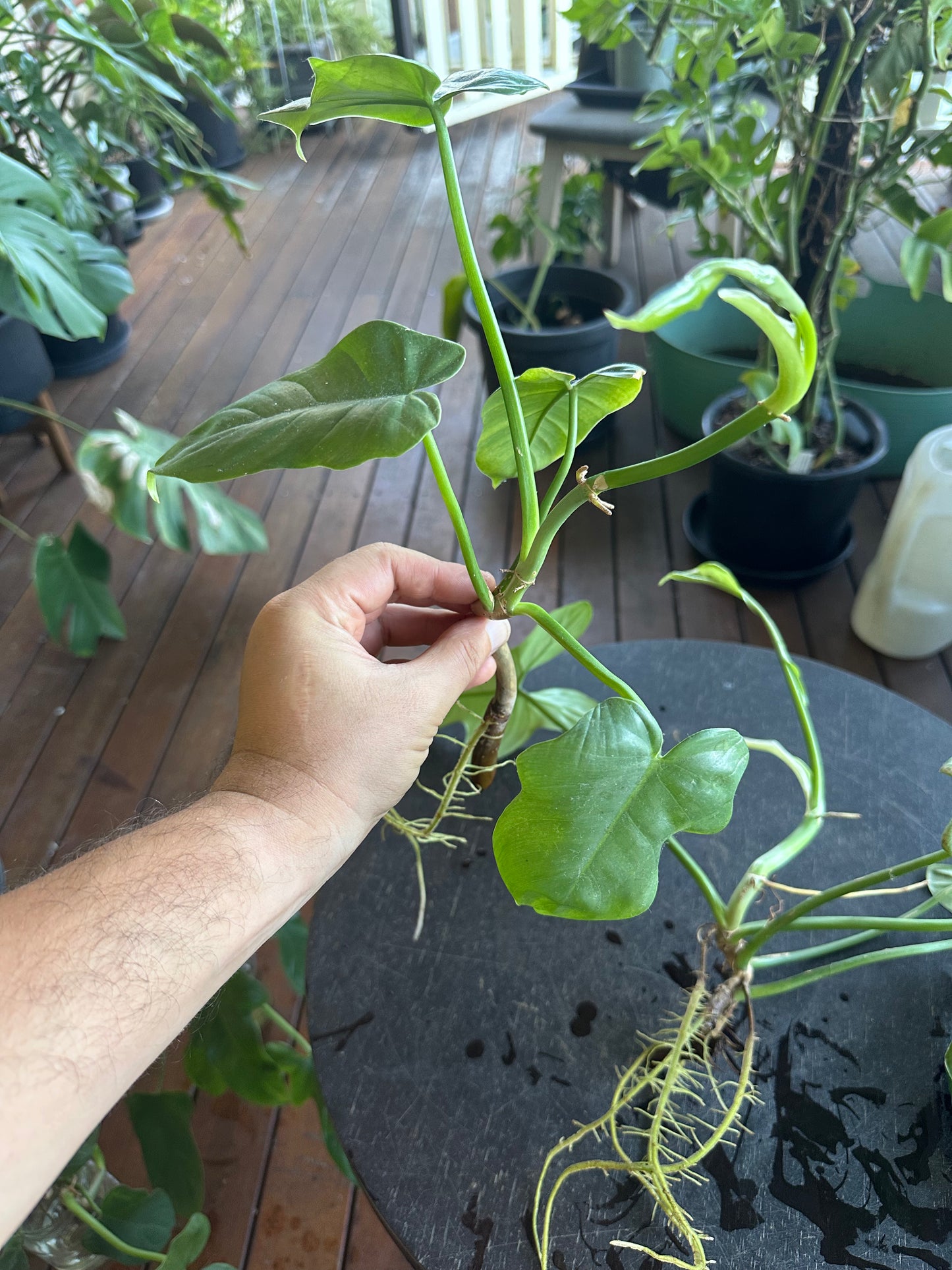 Philodendron Bipennifolium Cuttings (large)