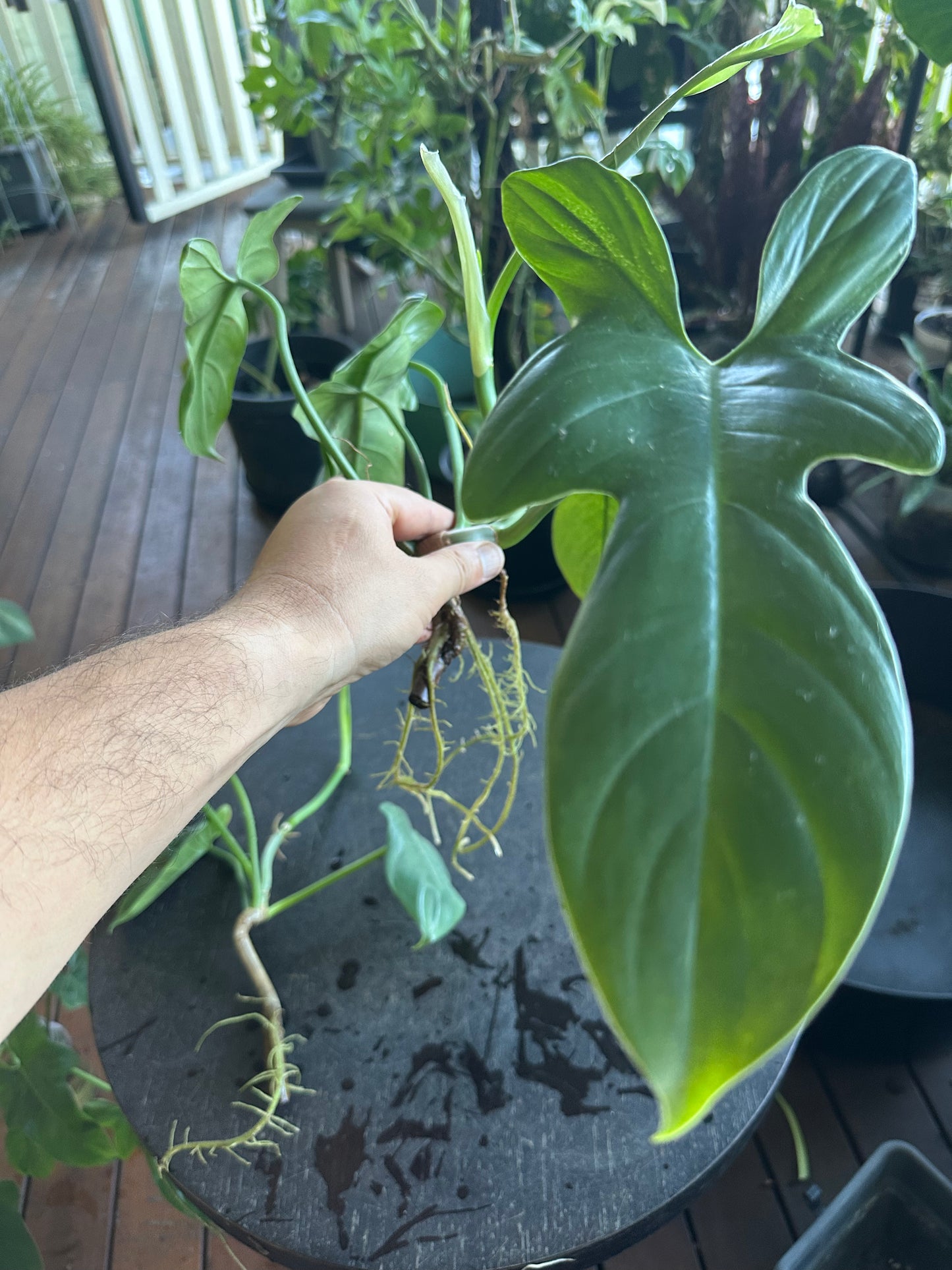 Philodendron Bipennifolium Cuttings (large)