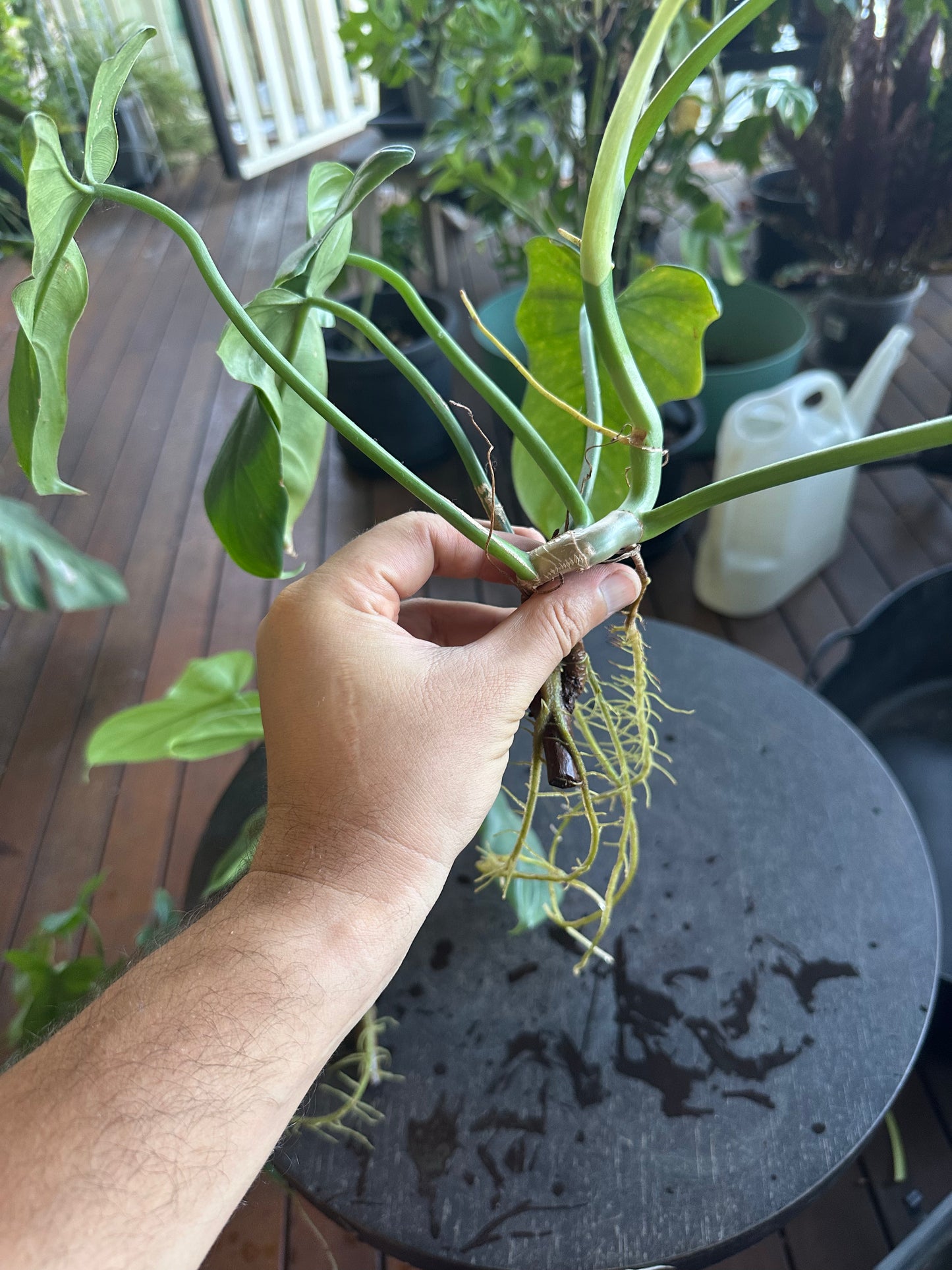 Philodendron Bipennifolium Cuttings (large)