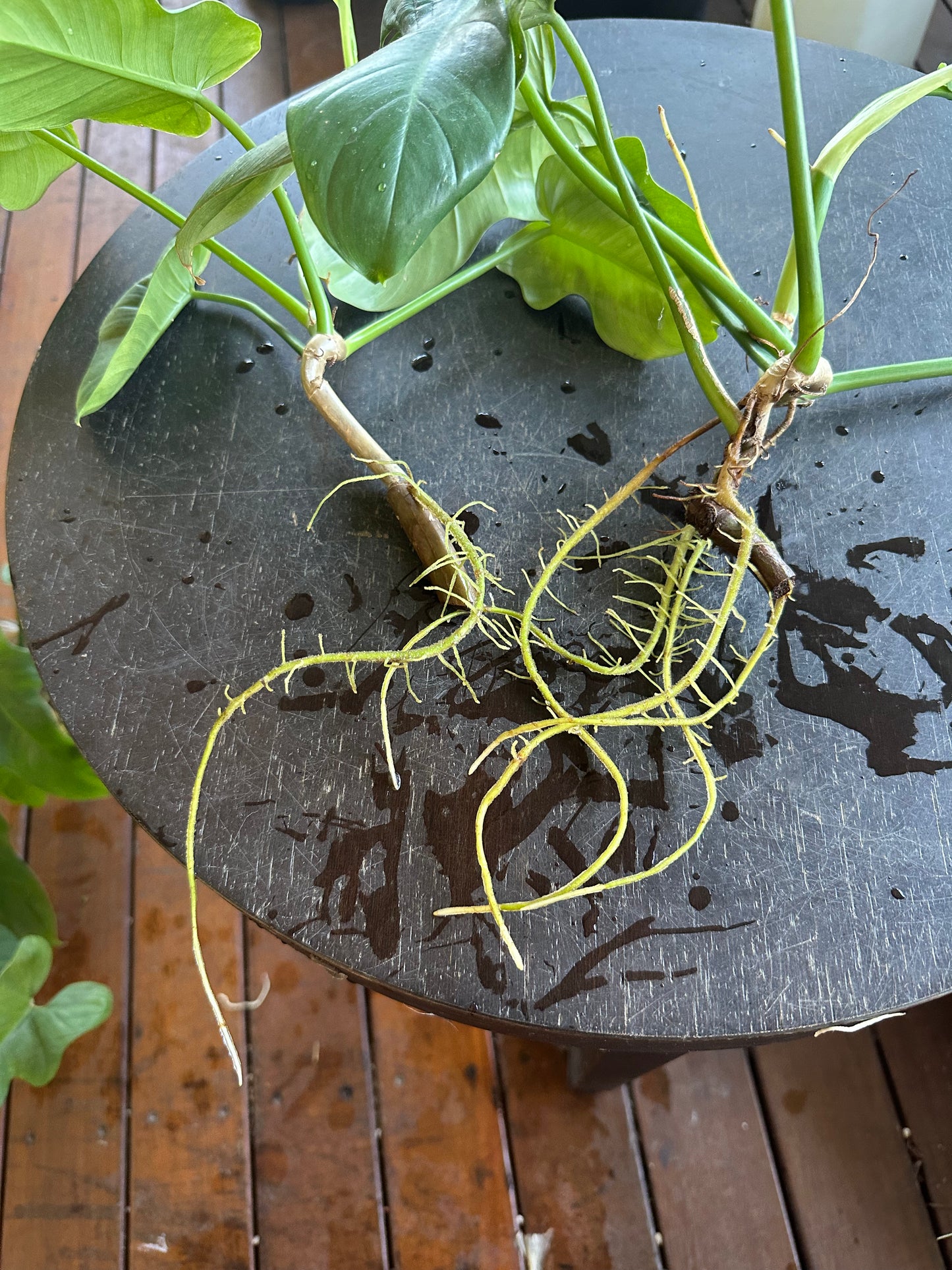 Philodendron Bipennifolium Cuttings (large)