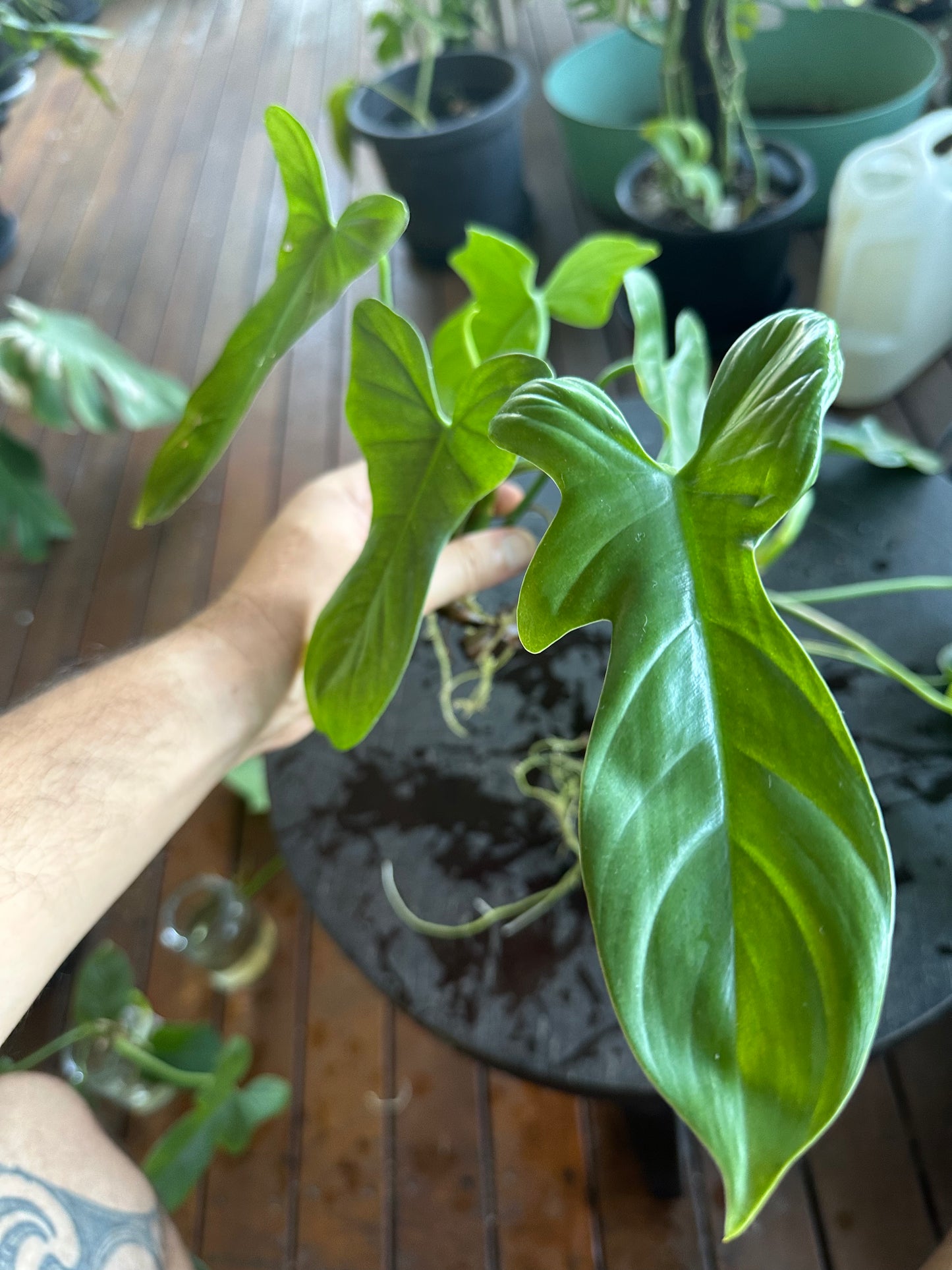 Philodendron Bipennifolium Cuttings (large)