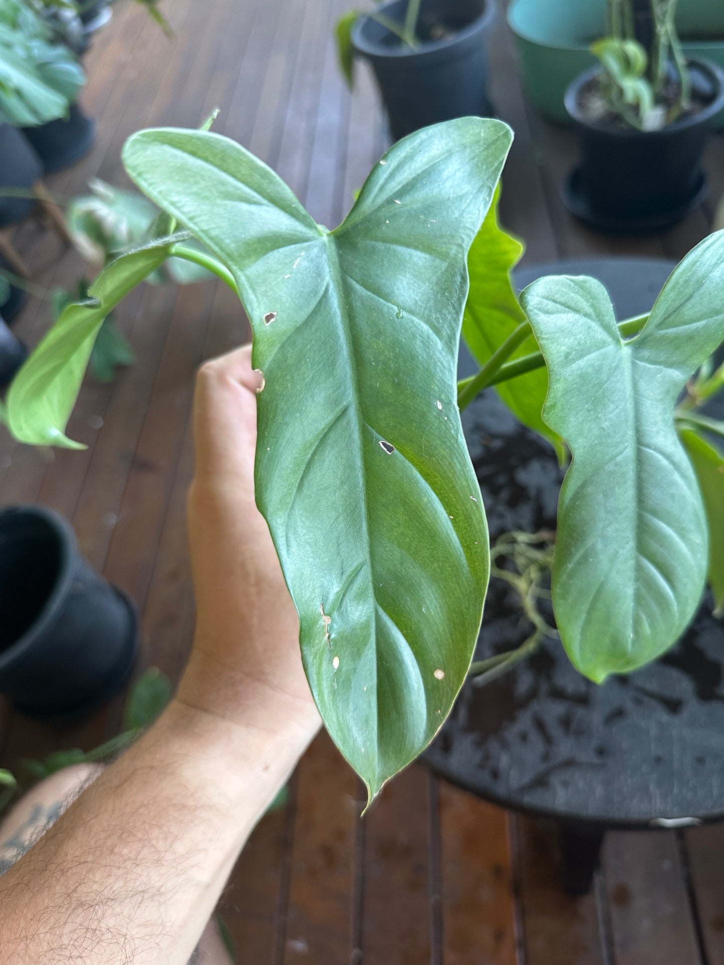 Philodendron Bipennifolium Cuttings (large)