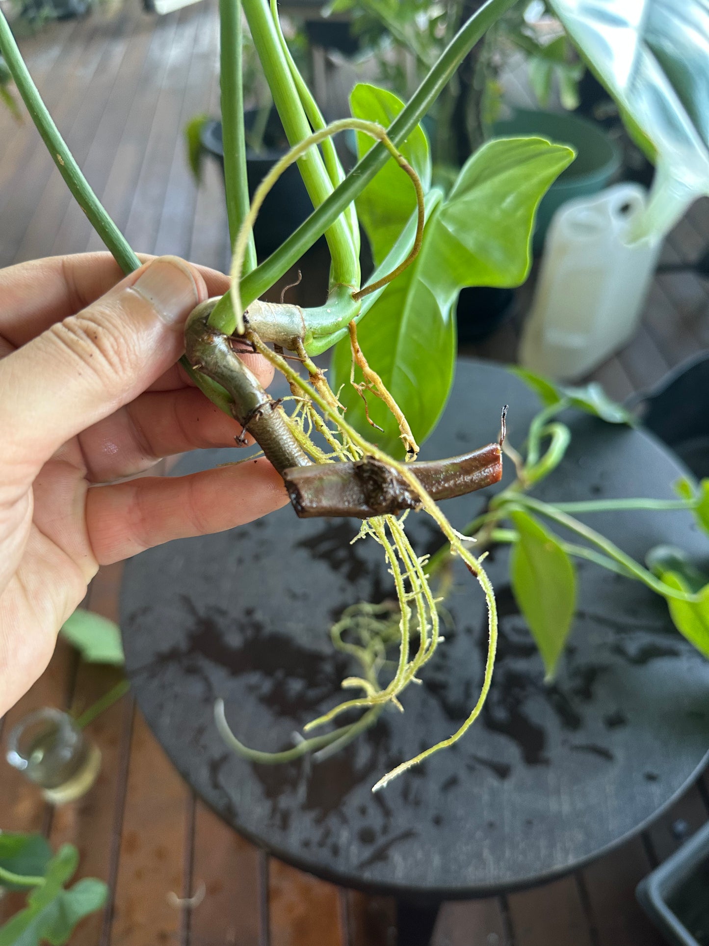 Philodendron Bipennifolium Cuttings (large)