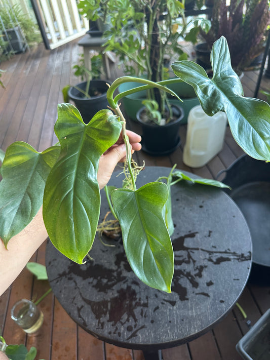 Philodendron Bipennifolium Cuttings (large)