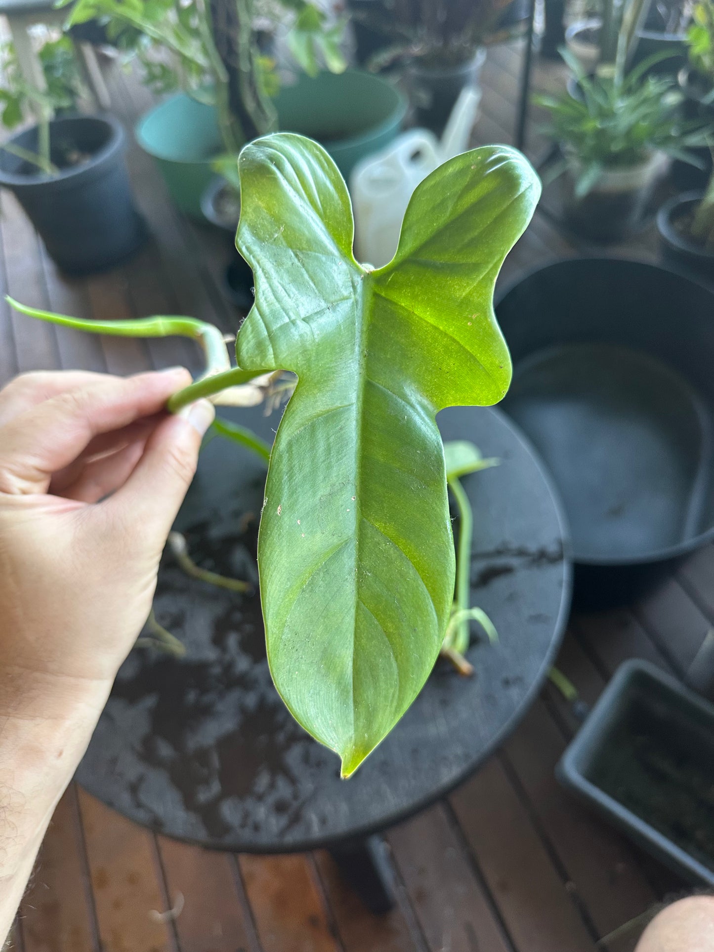 Philodendron Bipennifolium Babies