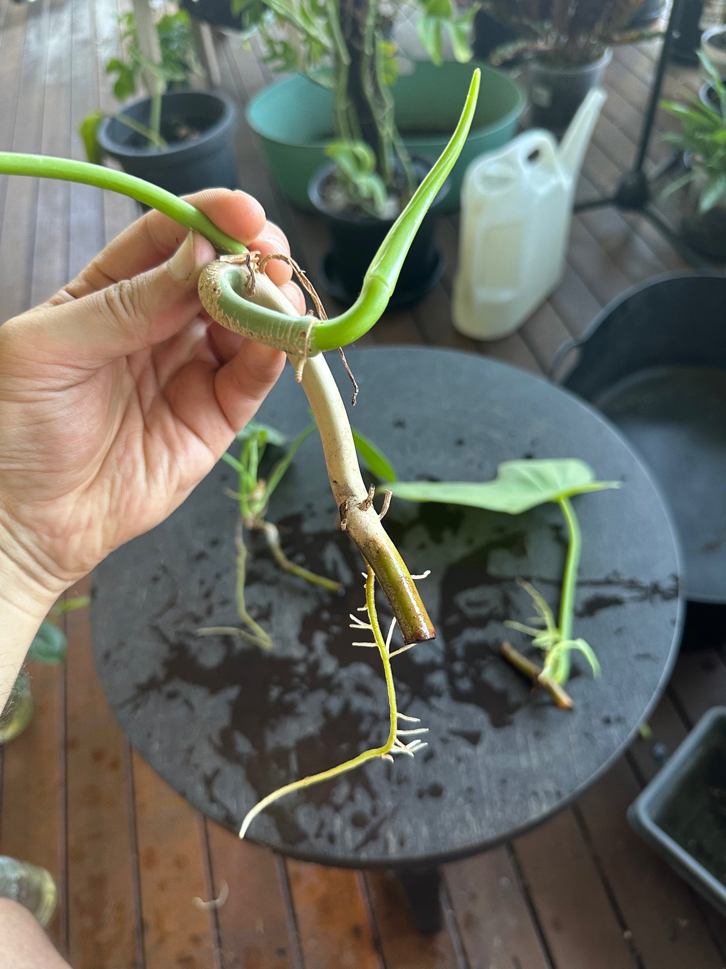 Philodendron Bipennifolium Babies