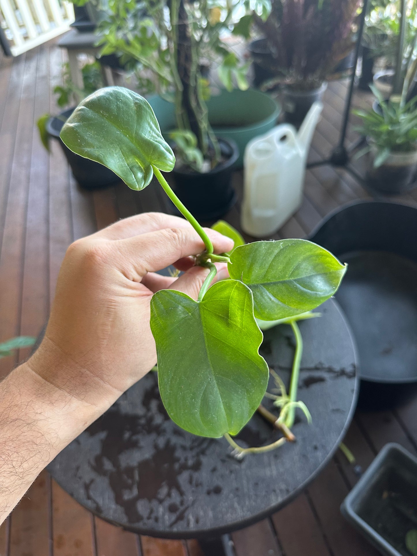 Philodendron Bipennifolium Babies