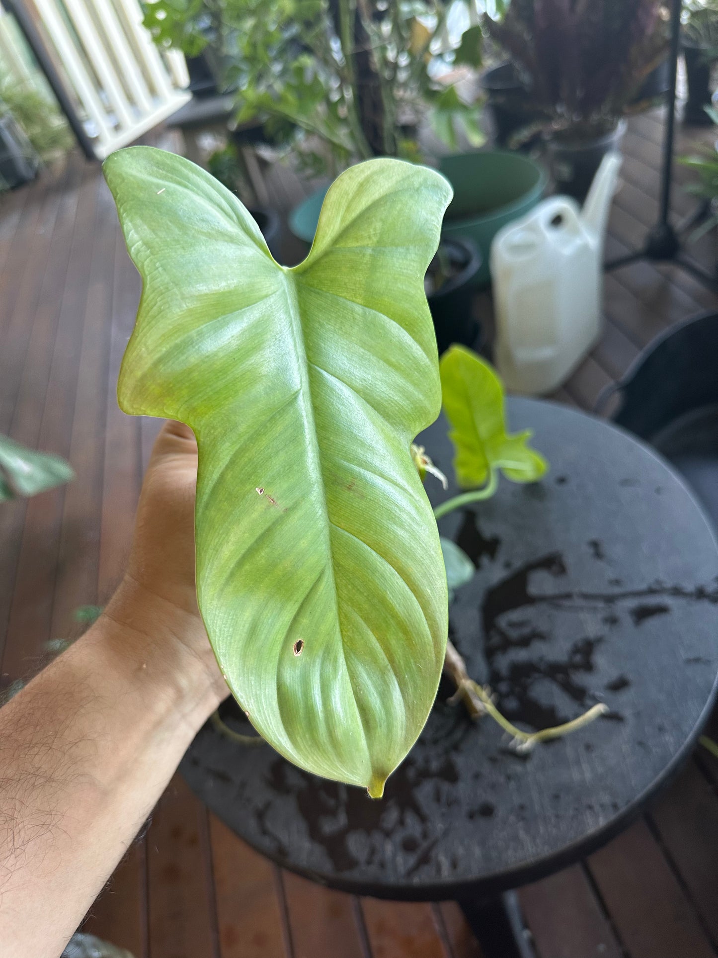 Philodendron Bipennifolium Babies