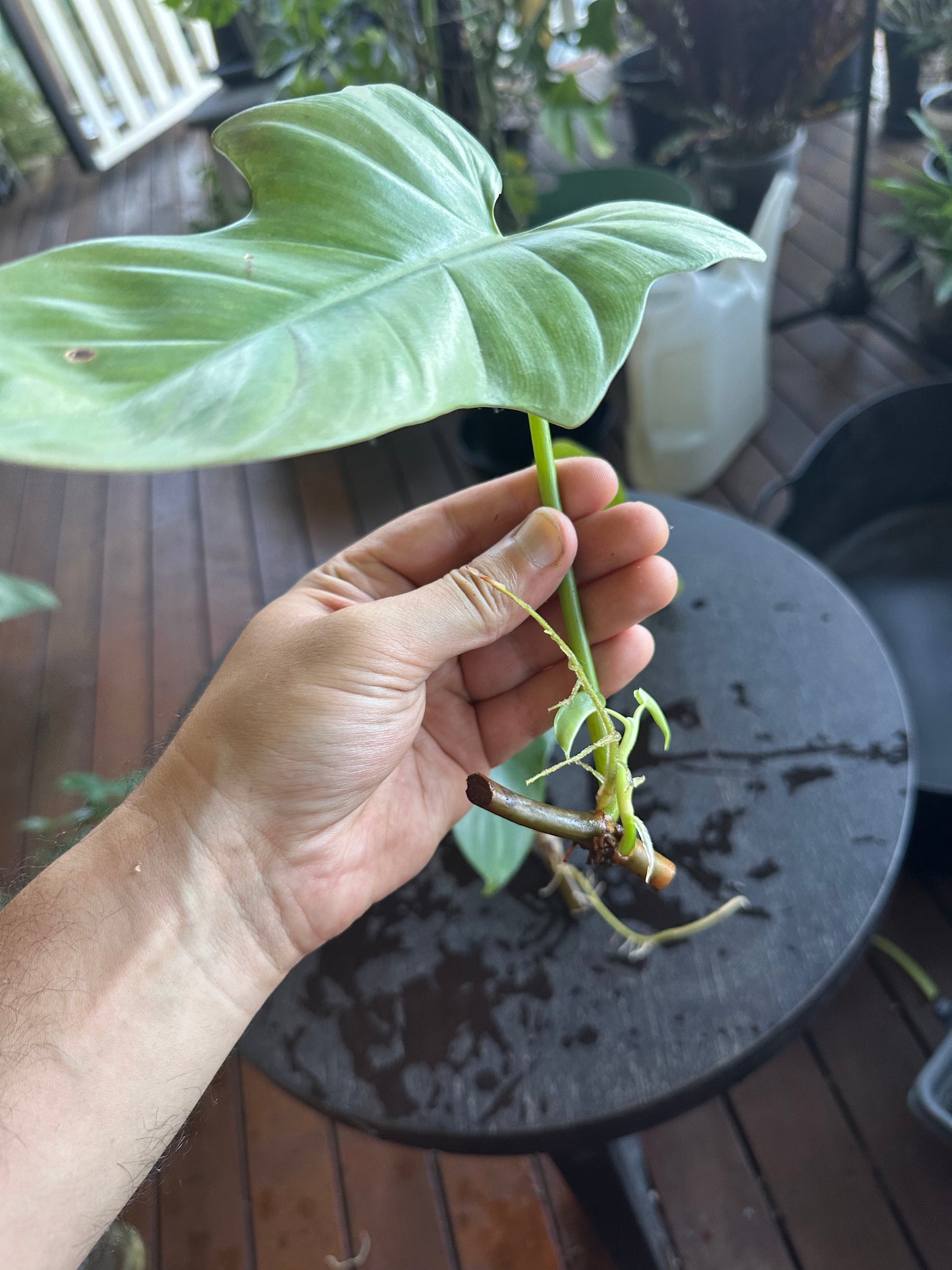 Philodendron Bipennifolium Babies