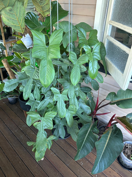 Philodendron Bipennifolium Cuttings (large)