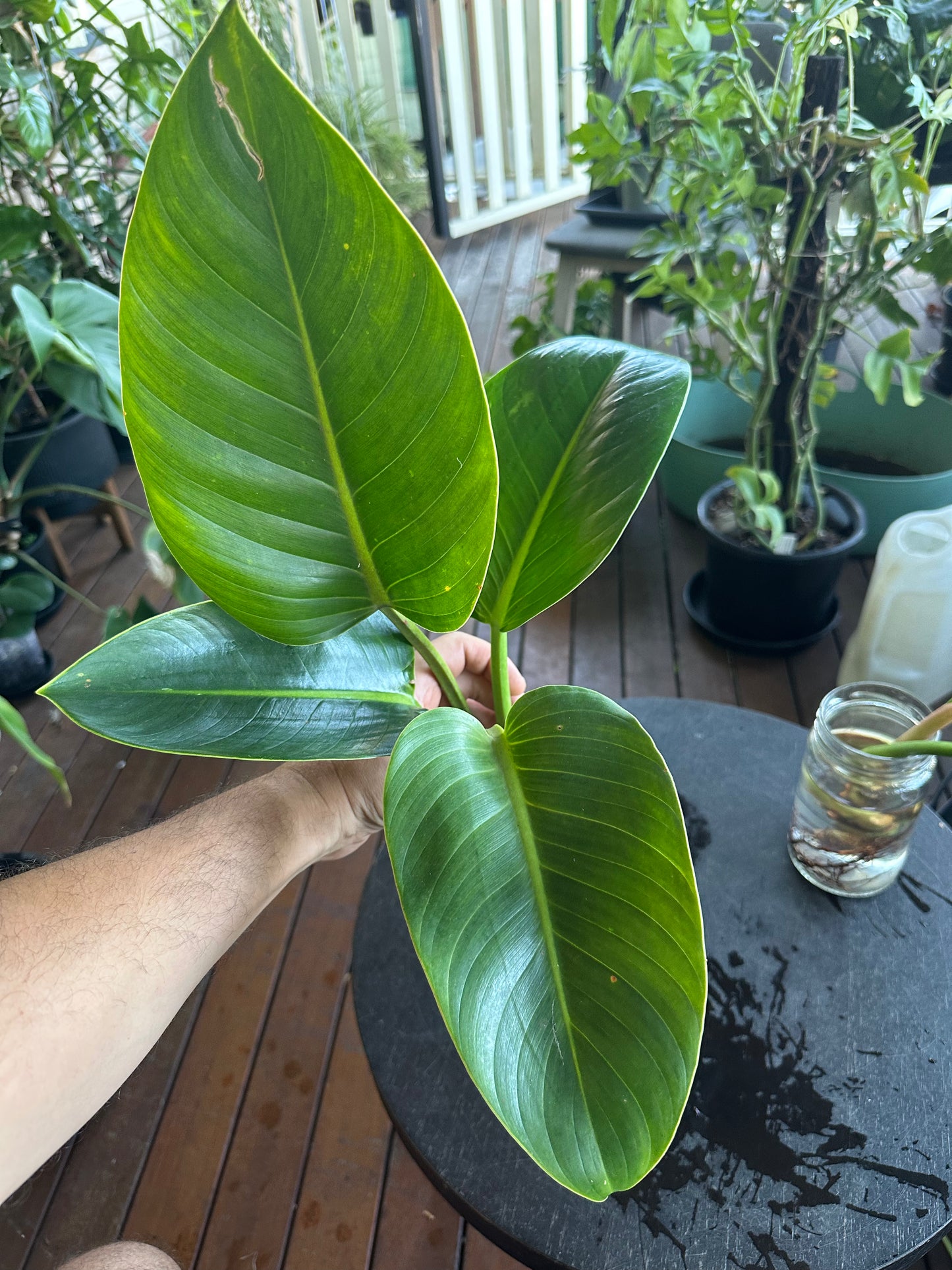Philodendron Imperial Green