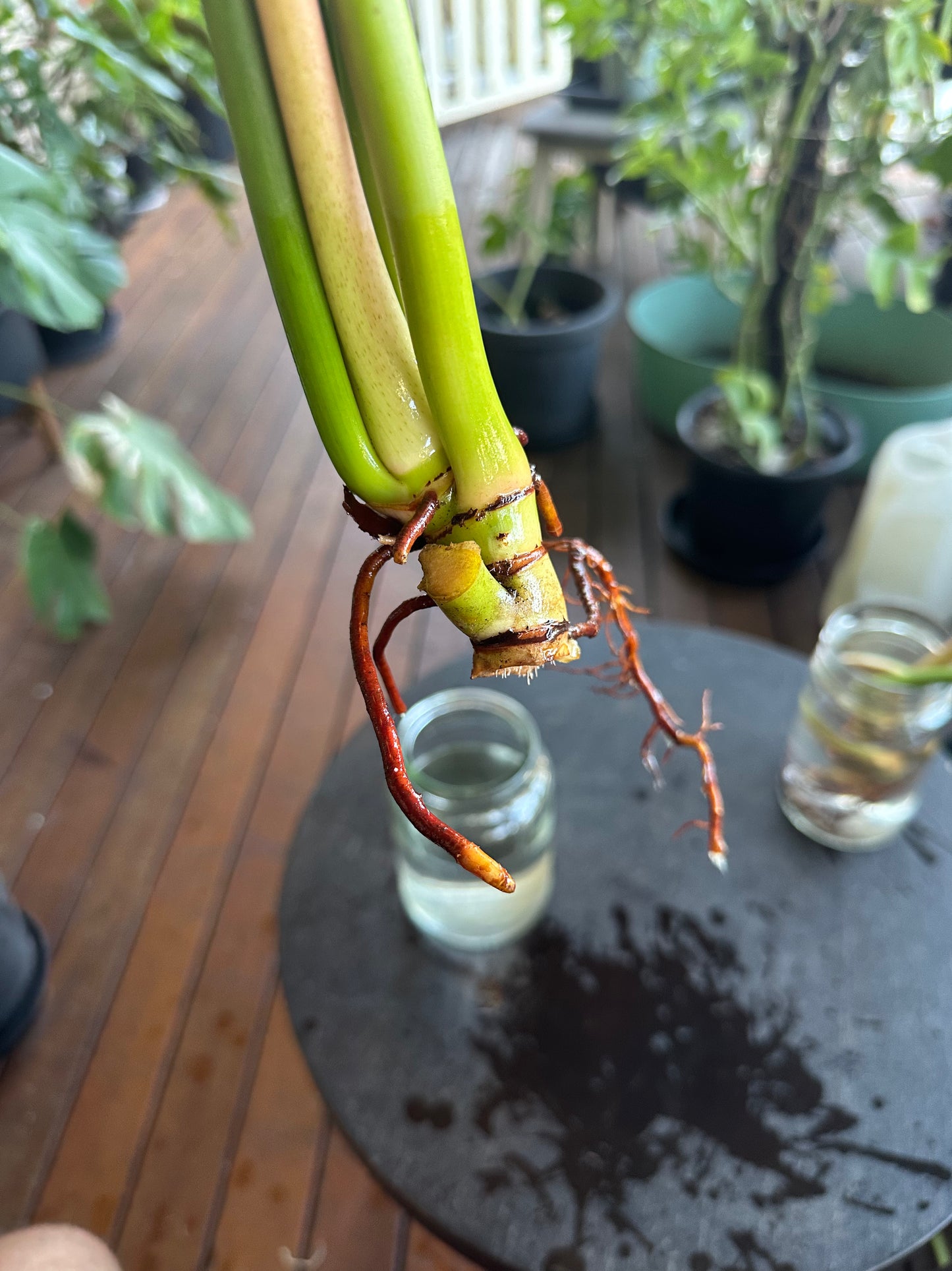 Philodendron Imperial Green