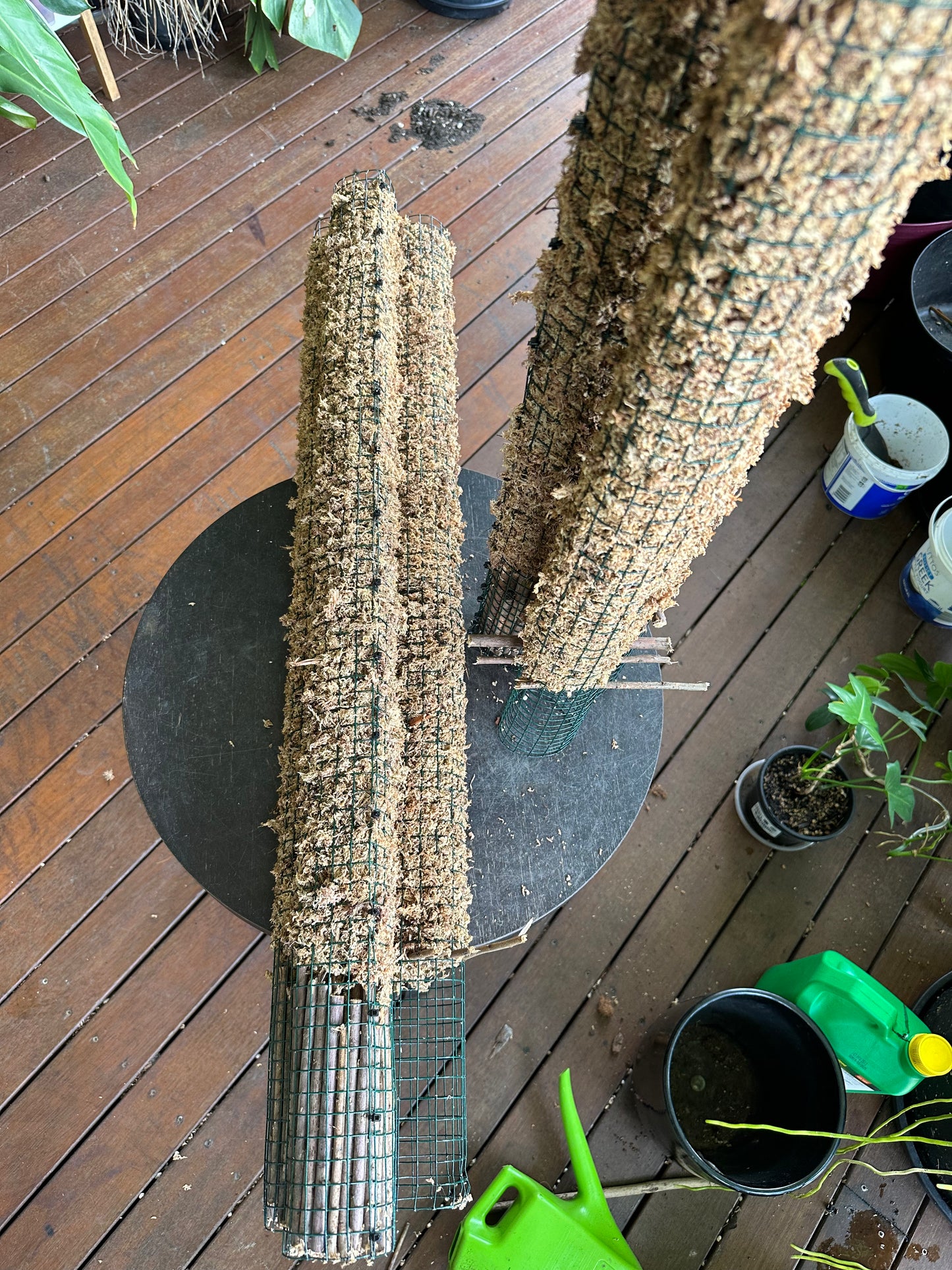 TALL Sphagnum Moss Poles and ExtensionPoles - 92cm