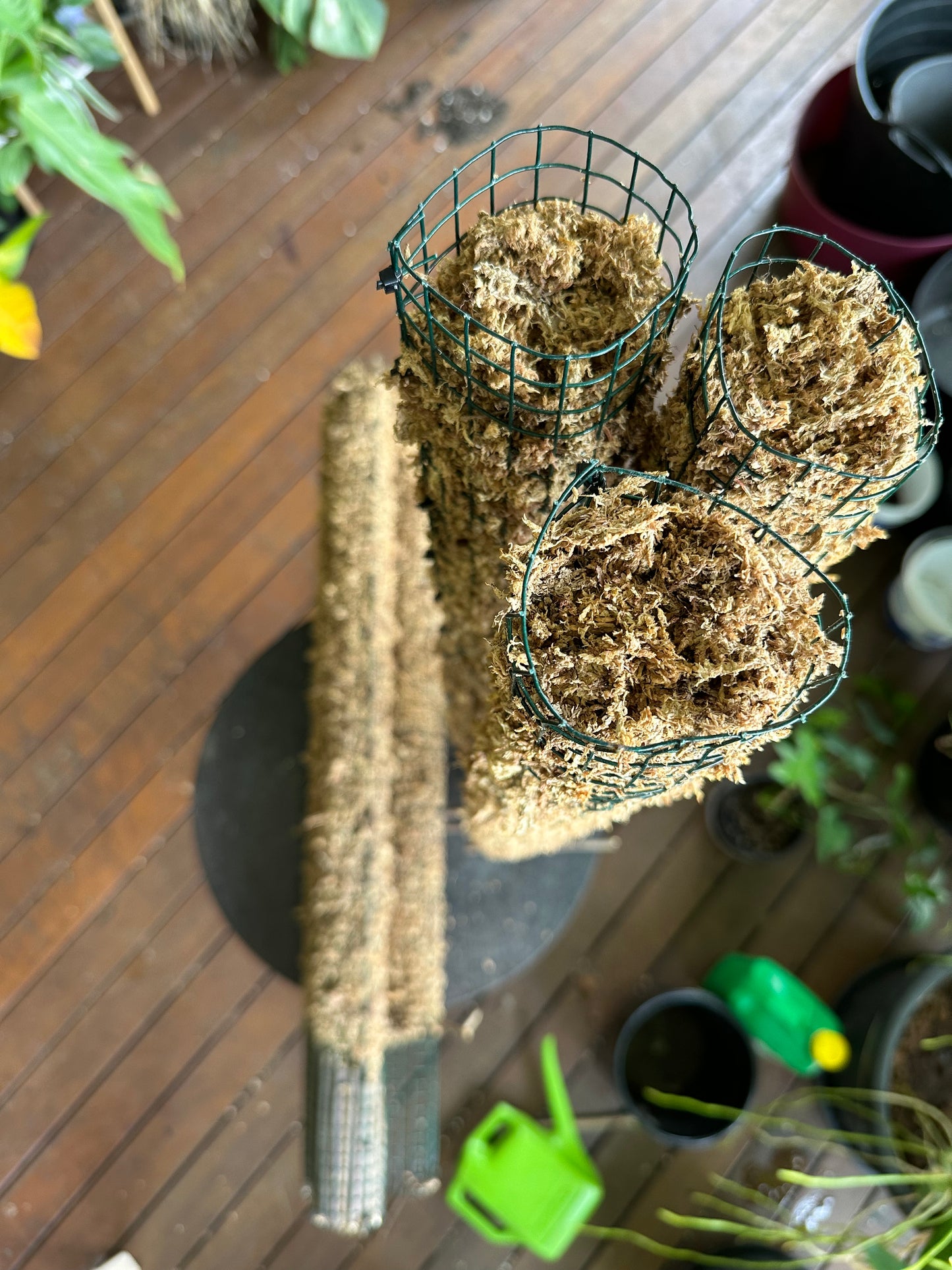 TALL Sphagnum Moss Poles and ExtensionPoles - 92cm