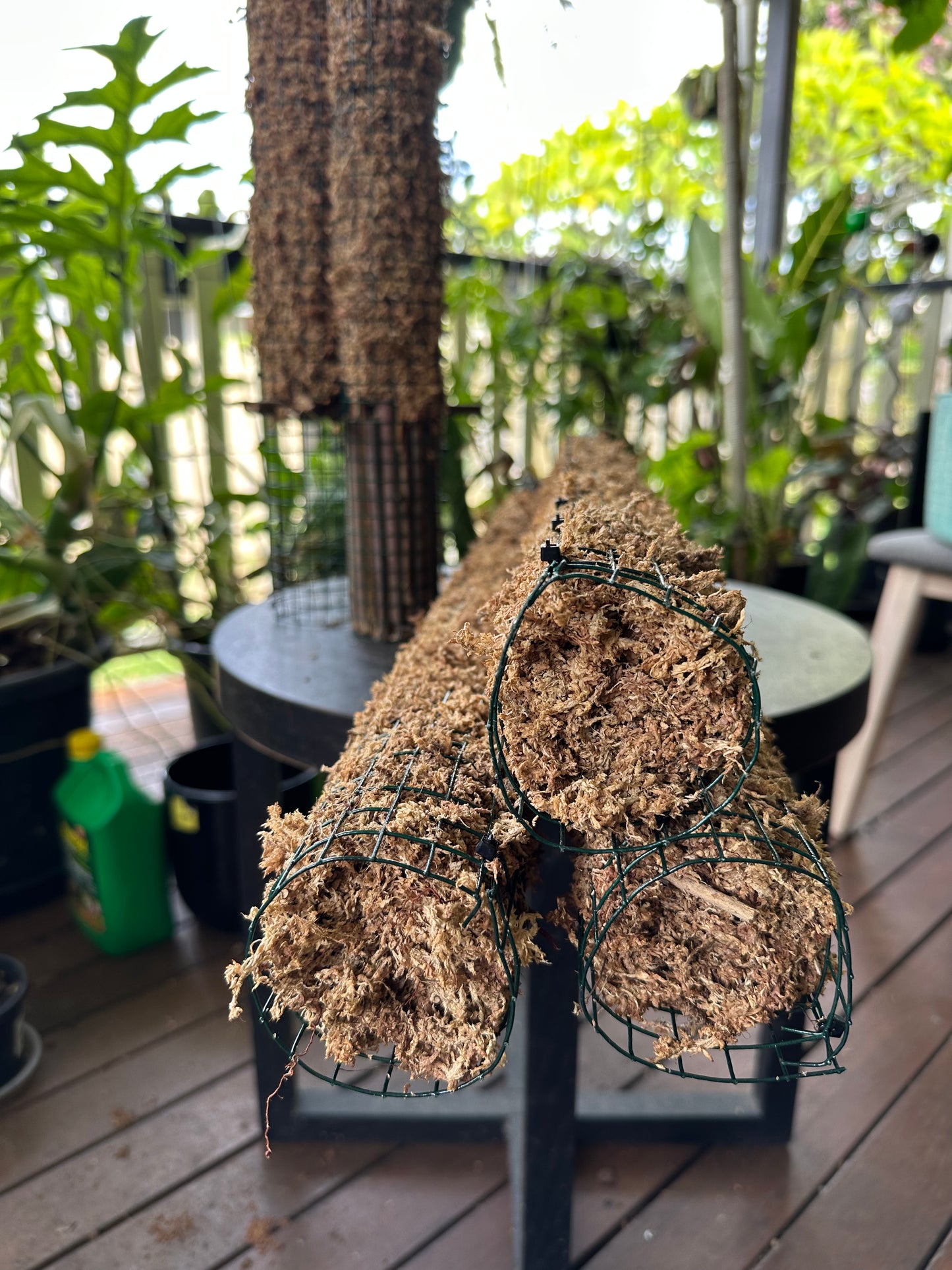 TALL Sphagnum Moss Poles and ExtensionPoles - 92cm