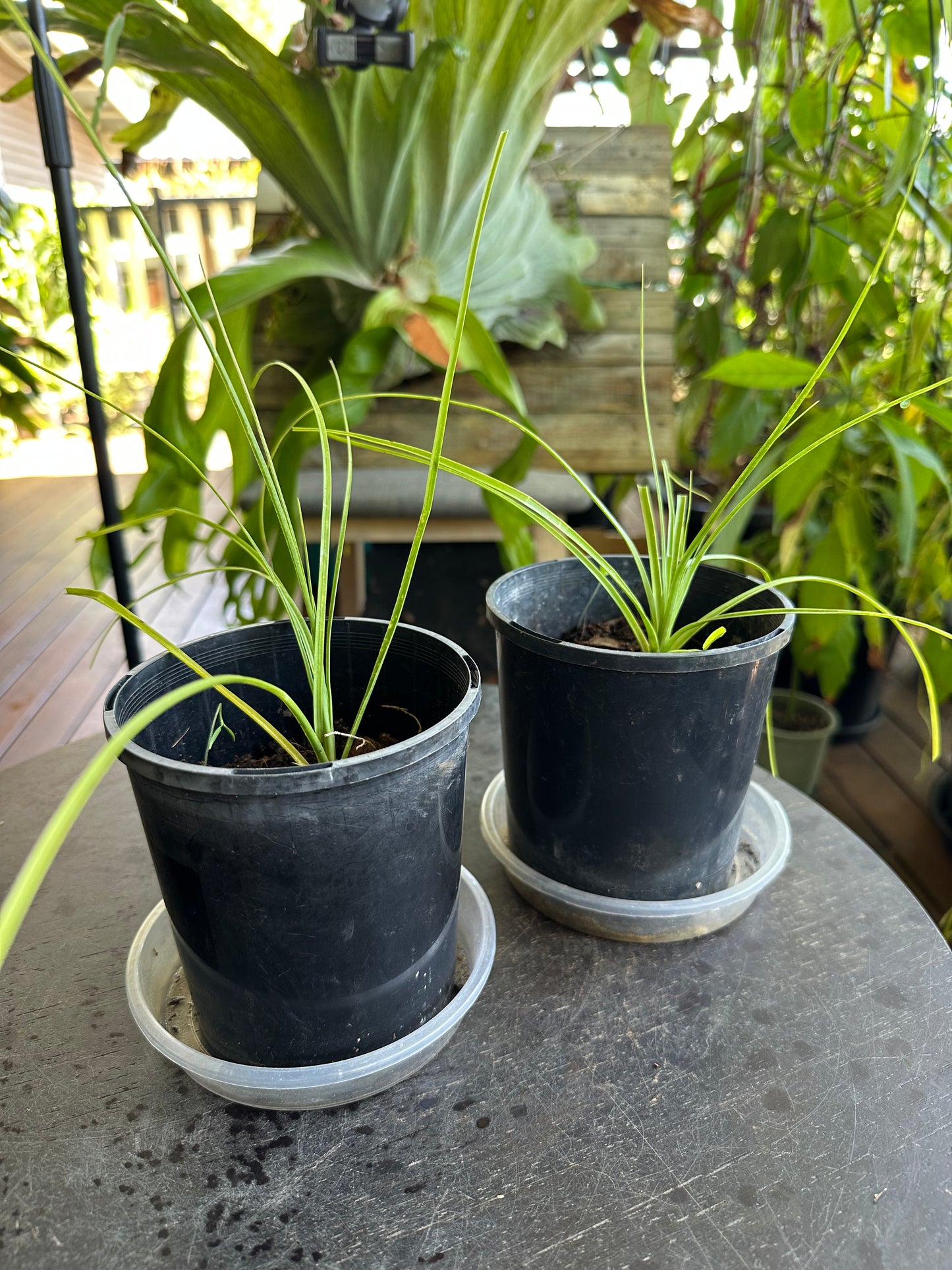 Baby Pony Tail Palms (Beaucarnea recurvata)
