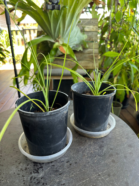 Baby Pony Tail Palms (Beaucarnea recurvata)