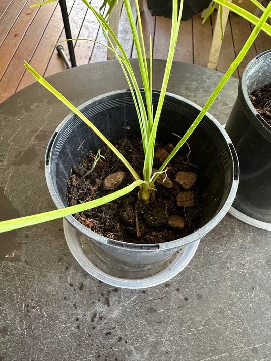 Baby Pony Tail Palms (Beaucarnea recurvata)