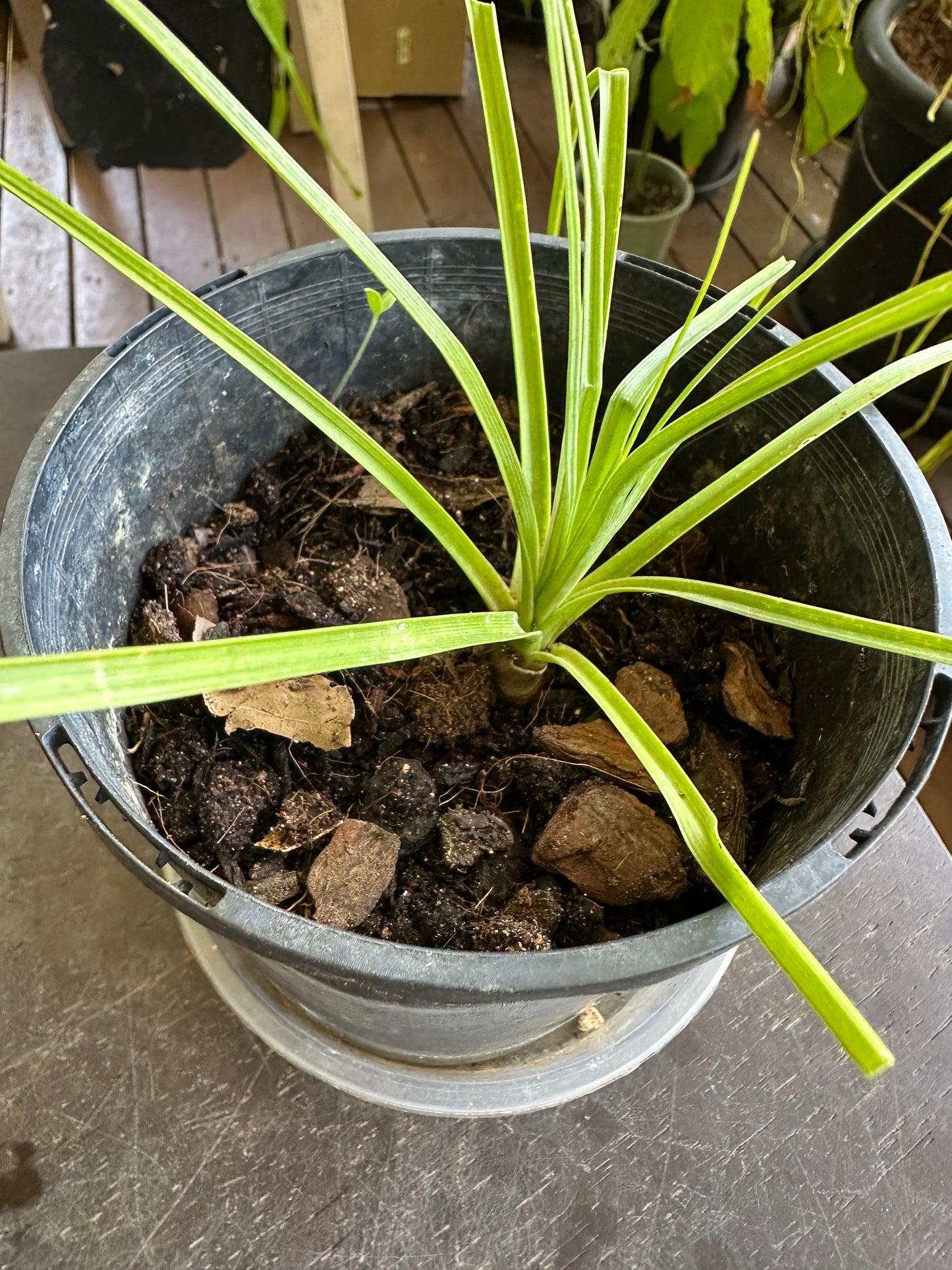 Baby Pony Tail Palms (Beaucarnea recurvata)