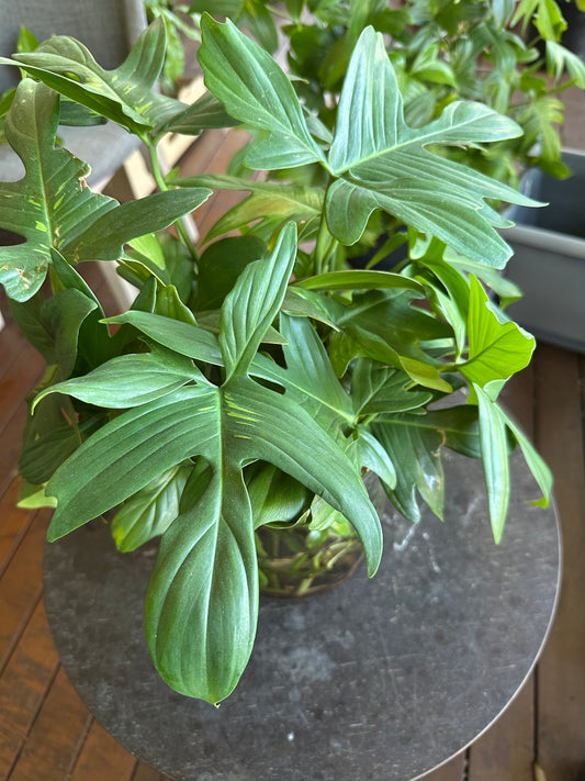 Philodendron Florida Green - Sport Variegatied Cuttings