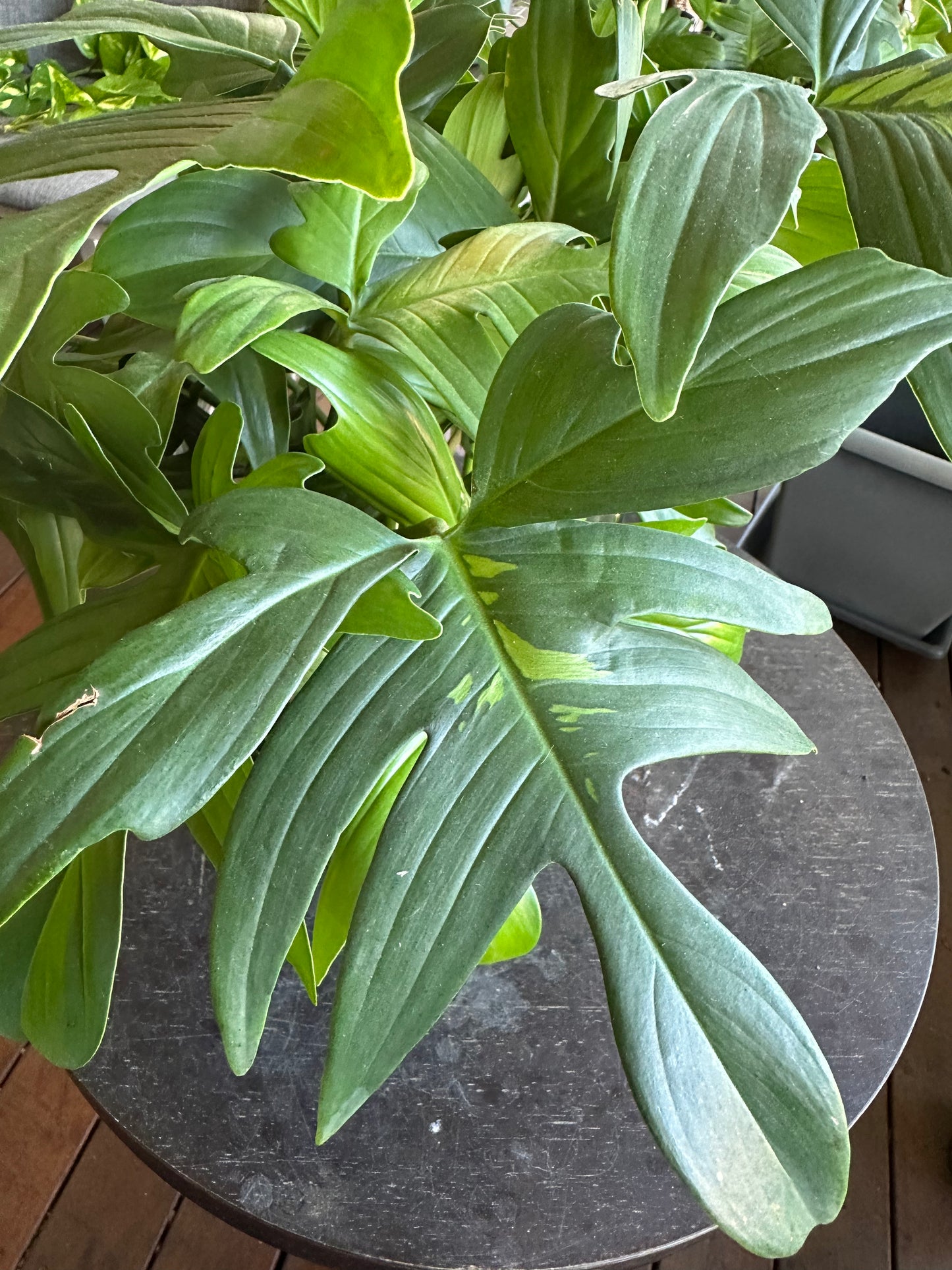 Philodendron Florida Green - Sport Variegatied Cuttings