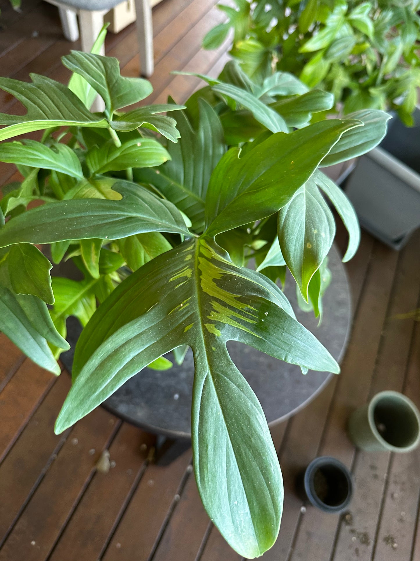 Philodendron Florida Green - Sport Variegatied Cuttings