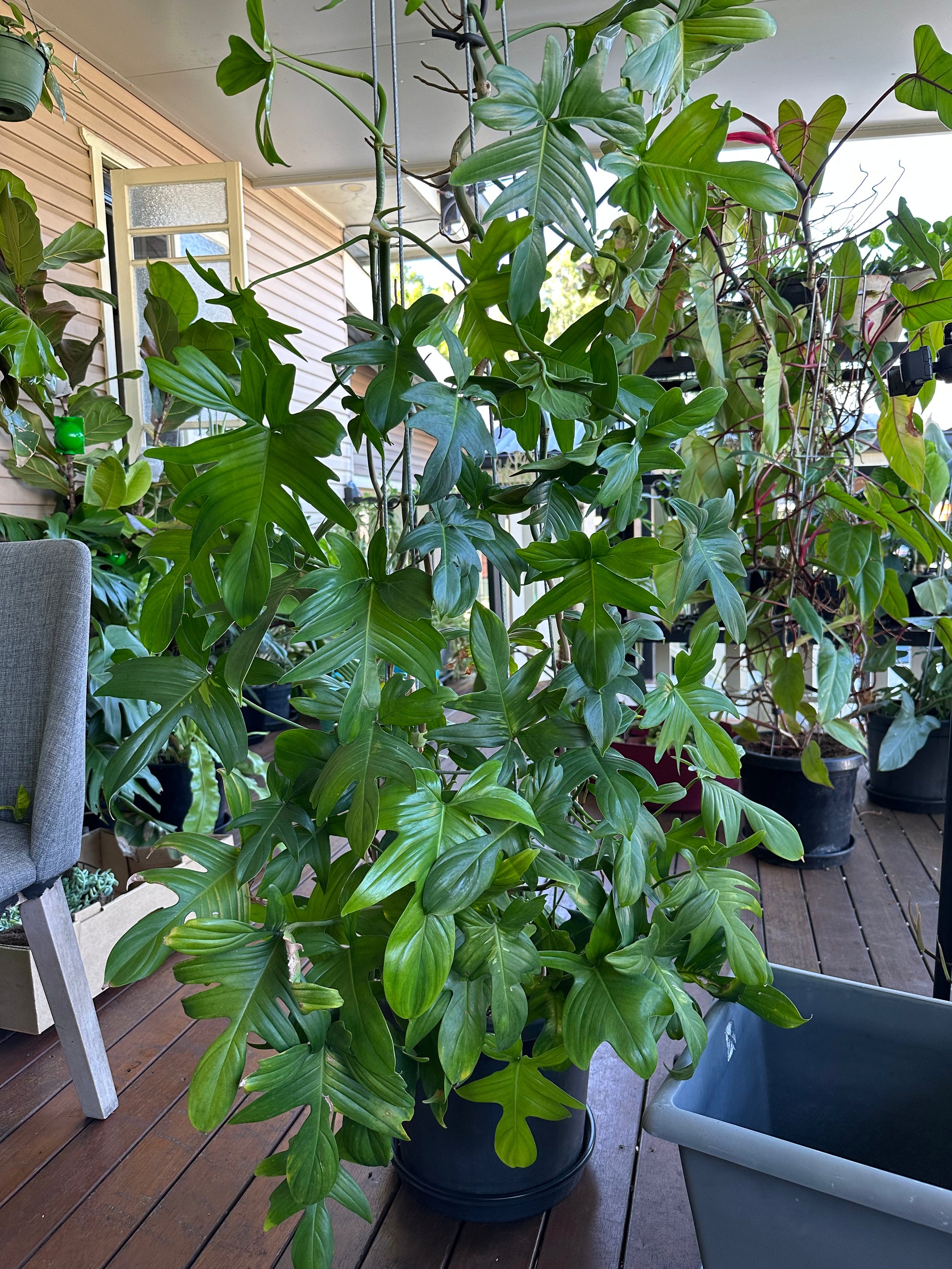 philodendron green florida Philodendron Florida Green Cutting (Non Variegated) – Steelbradnolia