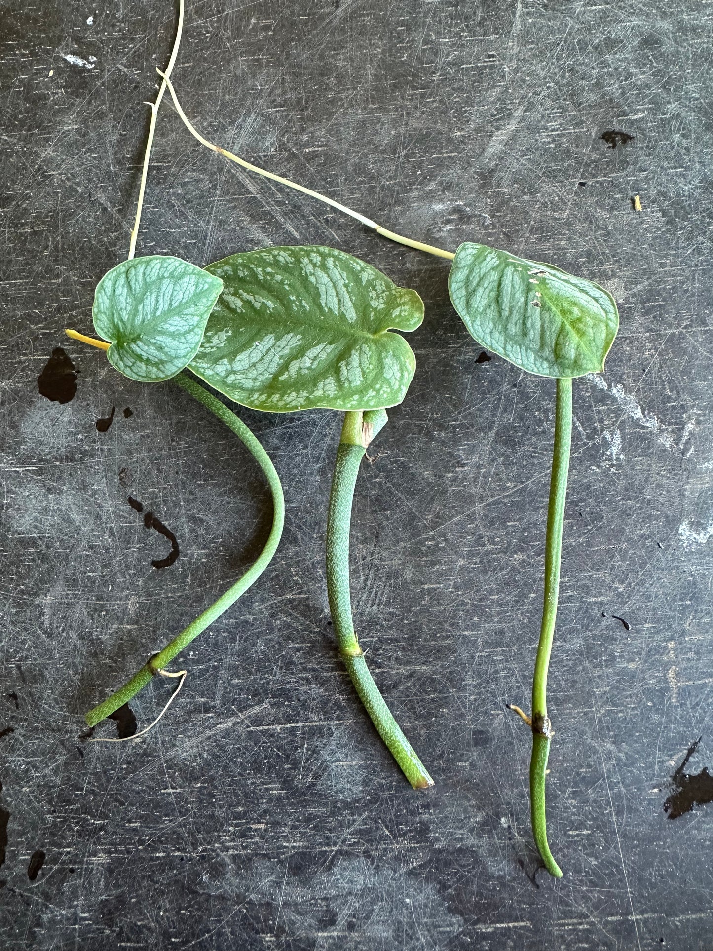 Monstera Dubia Cuttings