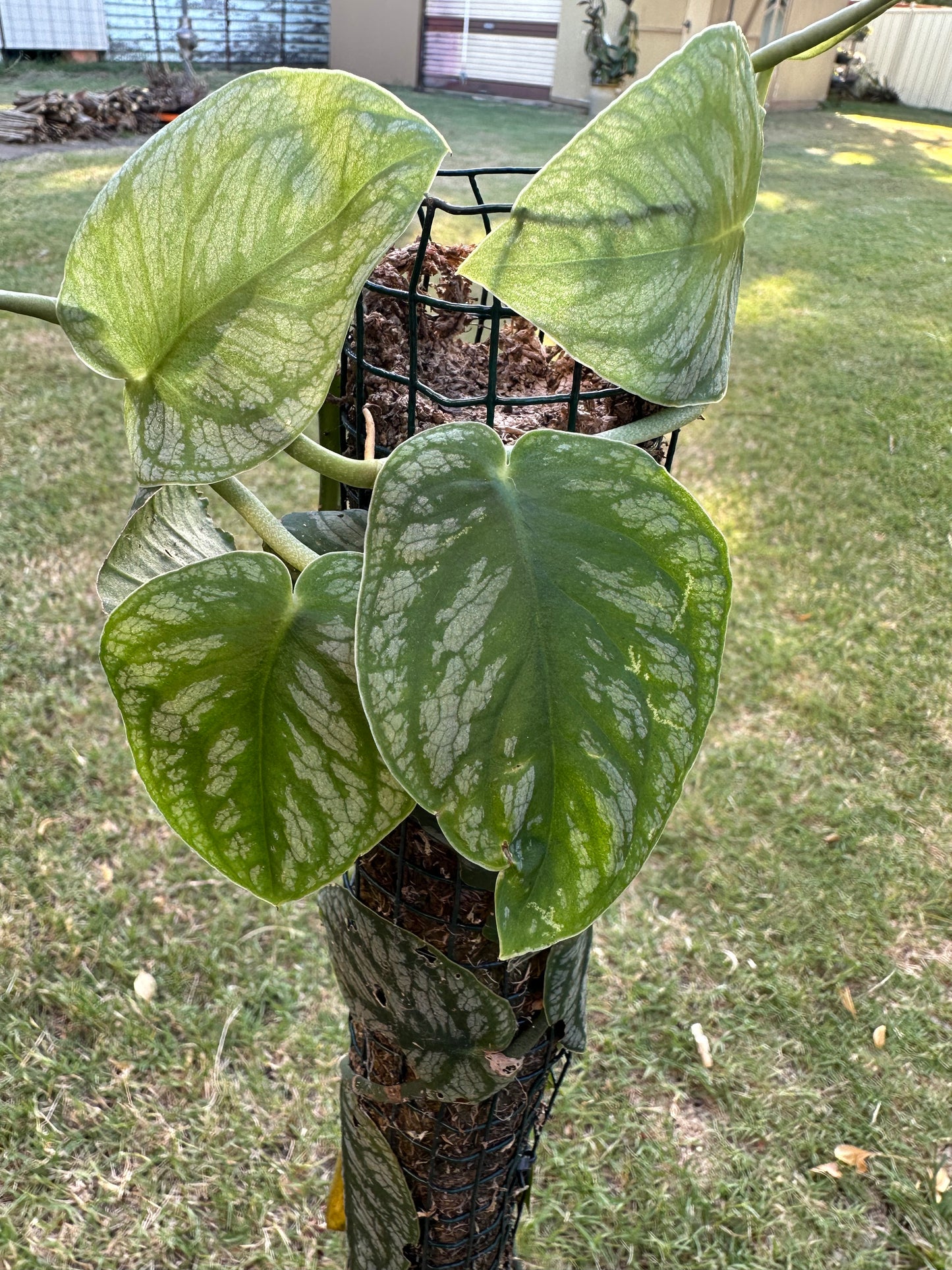 Monstera Dubia Cuttings