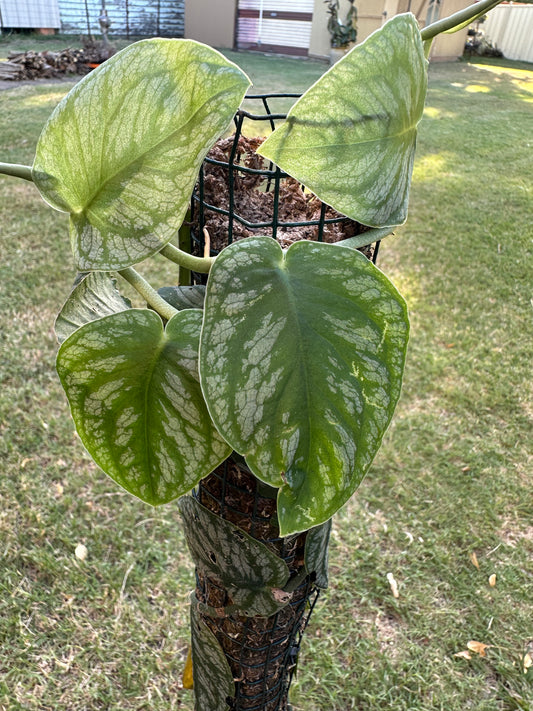 Monstera Dubia Cuttings