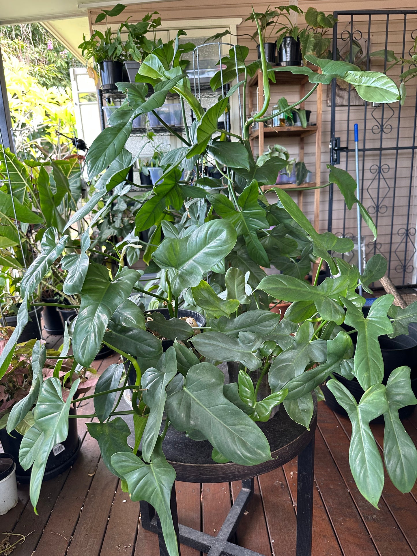 Philodendron Bipennifolium Cuttings