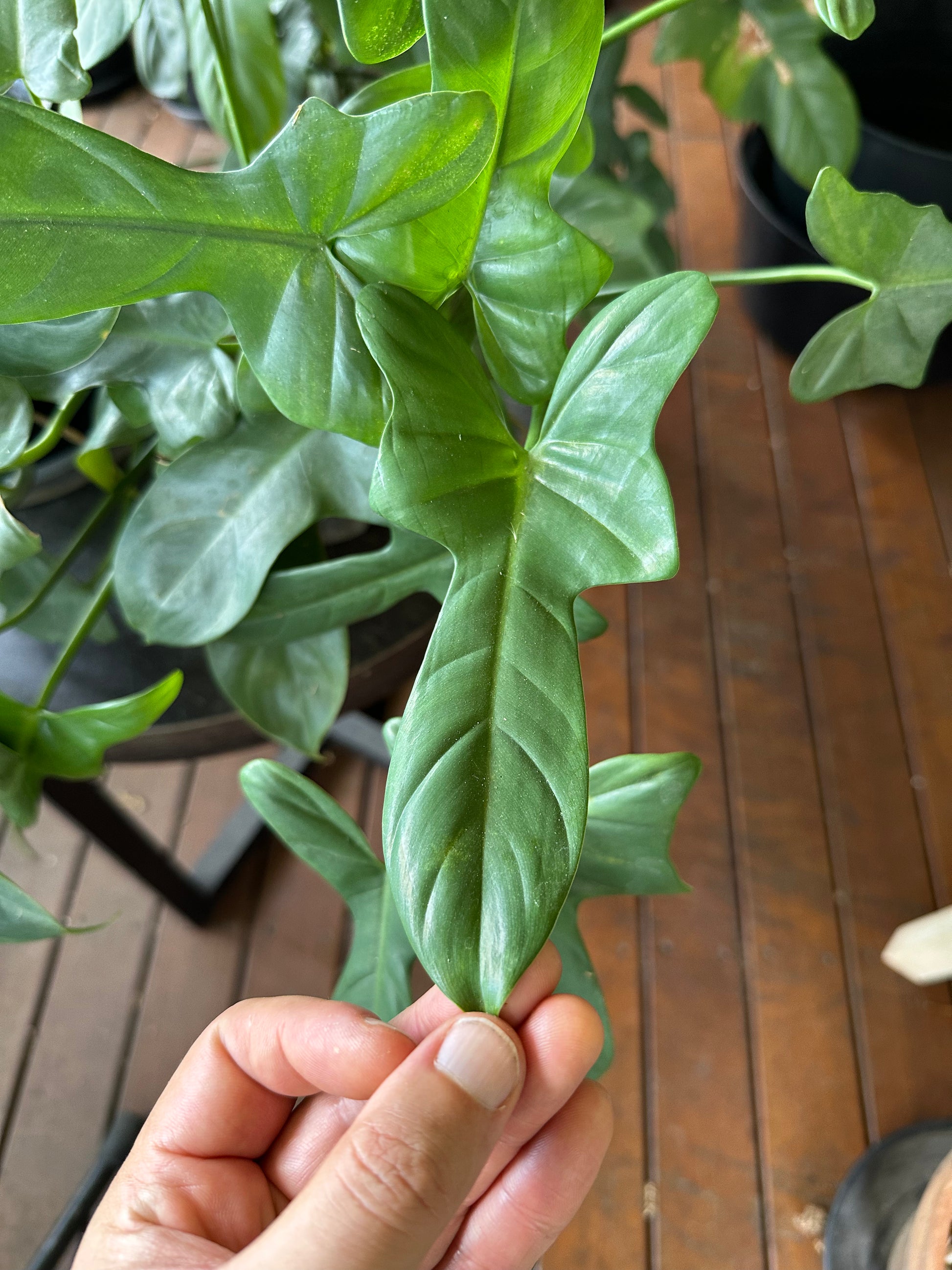 philodendron bipennifolium propagation Philodendron Bipennifolium Cuttings – Steelbradnolia