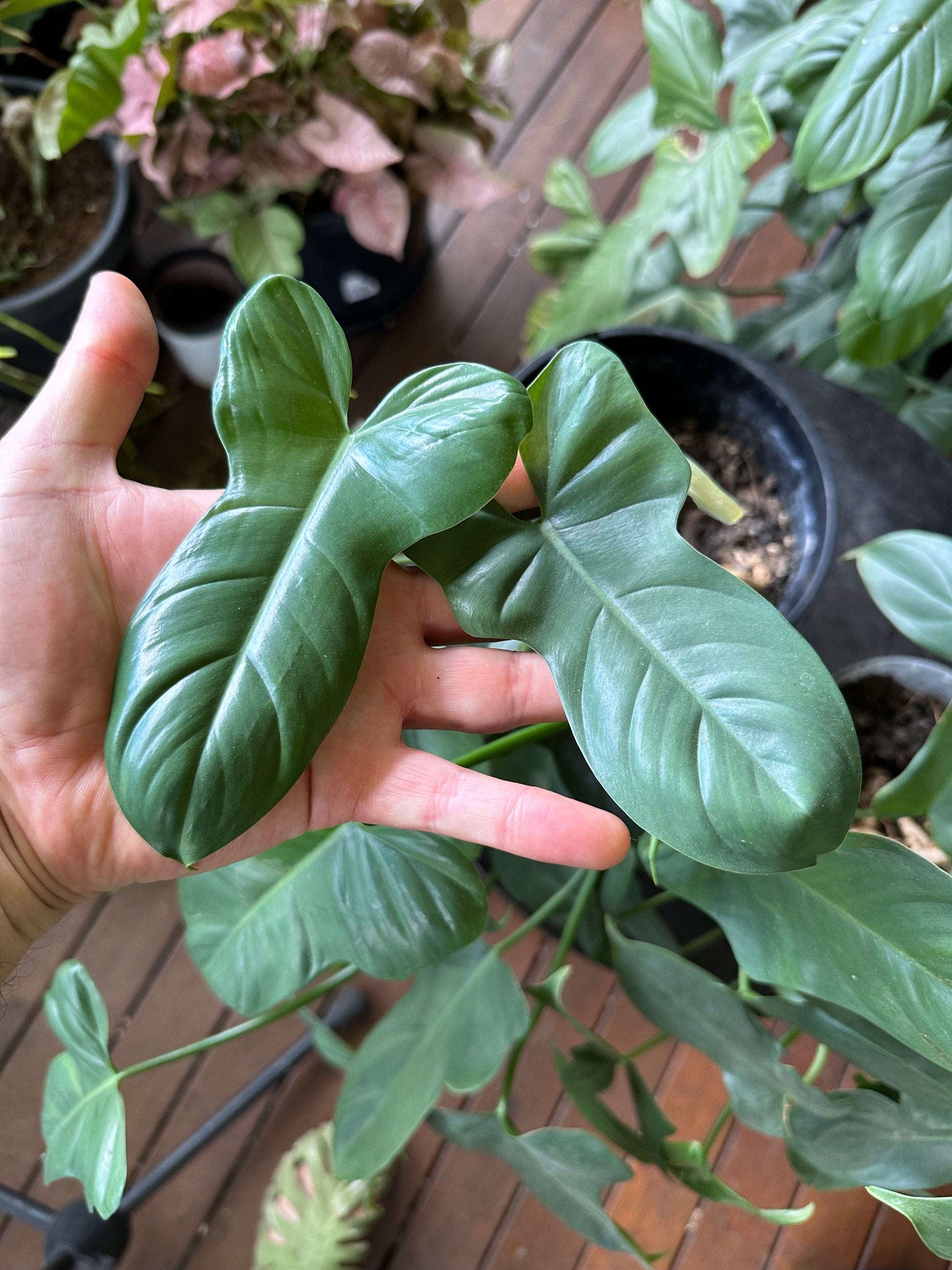 philodendron bipennifolium propagation Philodendron Bipennifolium Cuttings – Steelbradnolia