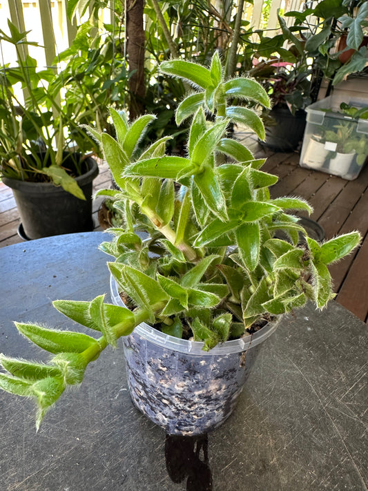 Tradescantia somaliensis "Kitten Ears"