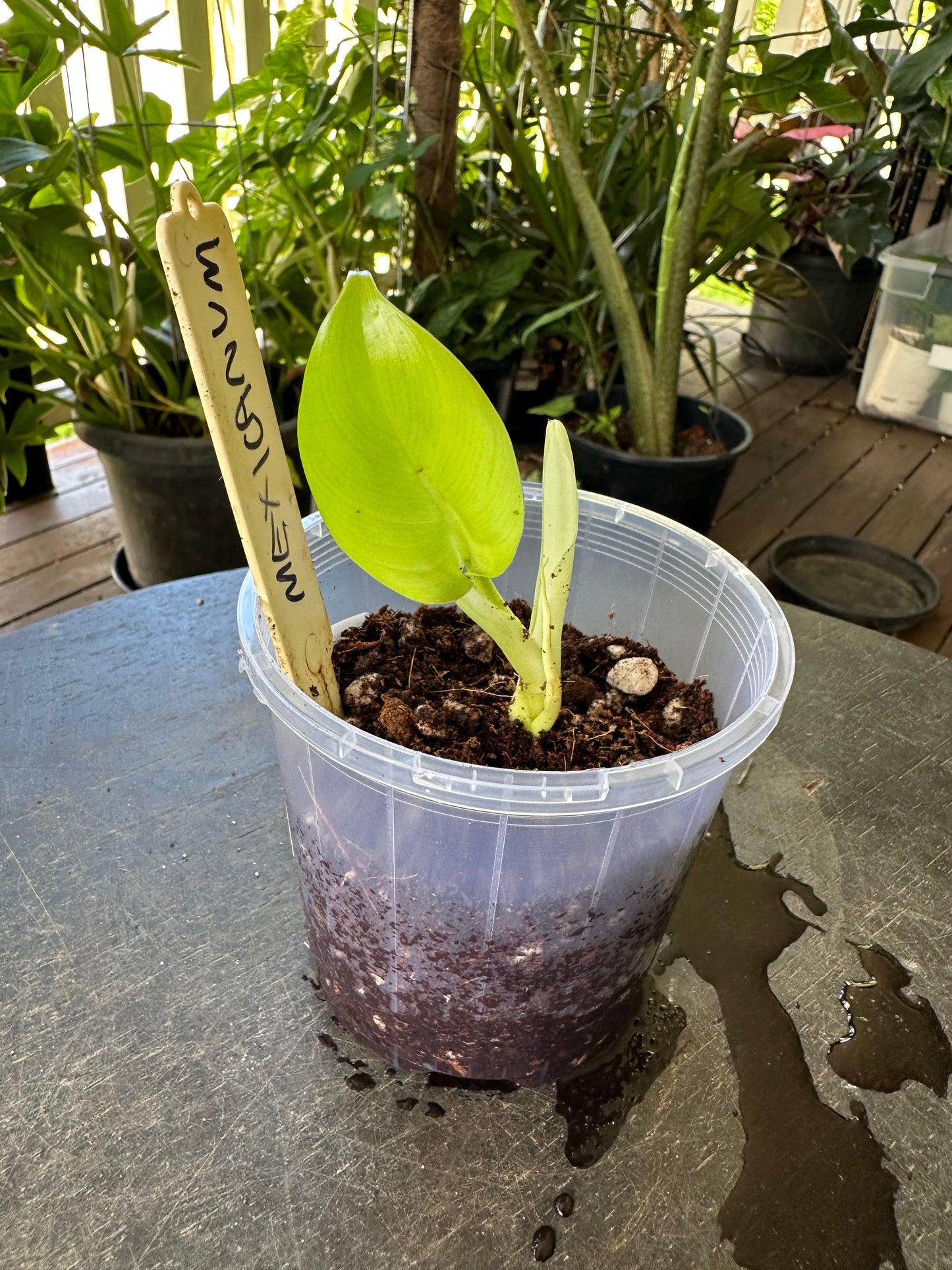 Philodendron Mexicanum
