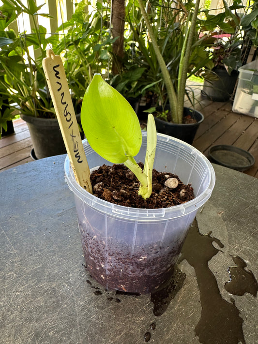 Philodendron Mexicanum