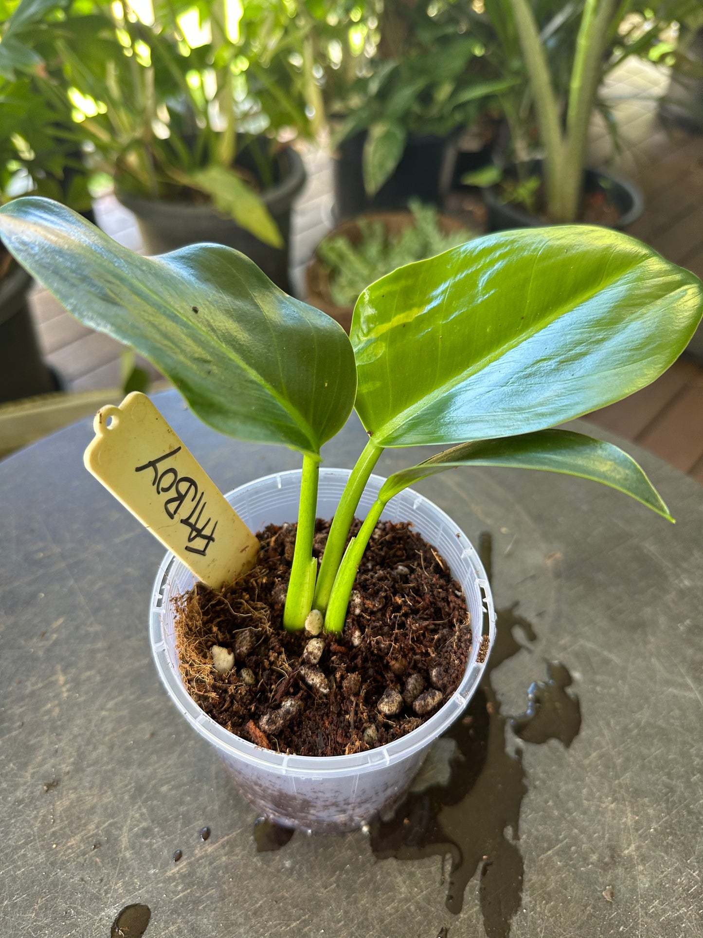 Philodendron Martainum "Phat Boy"