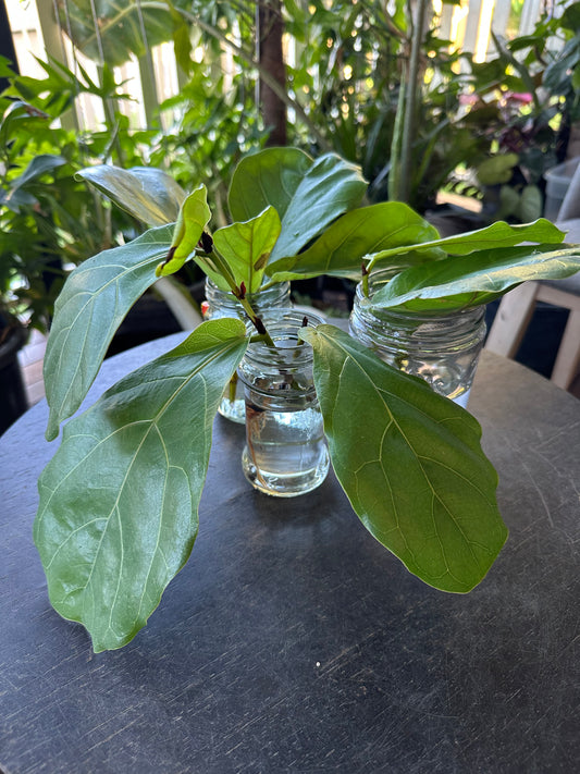 Fiddle Leaf Fig / Ficus Lyrata Cuttings