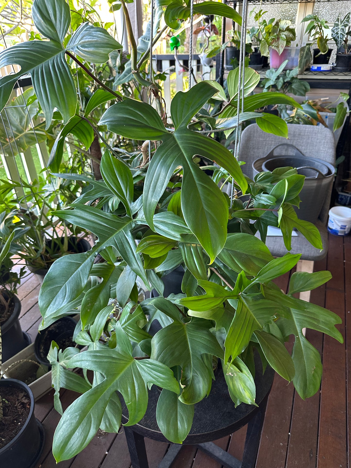 Philodendron Florida Rudolph Cuttings