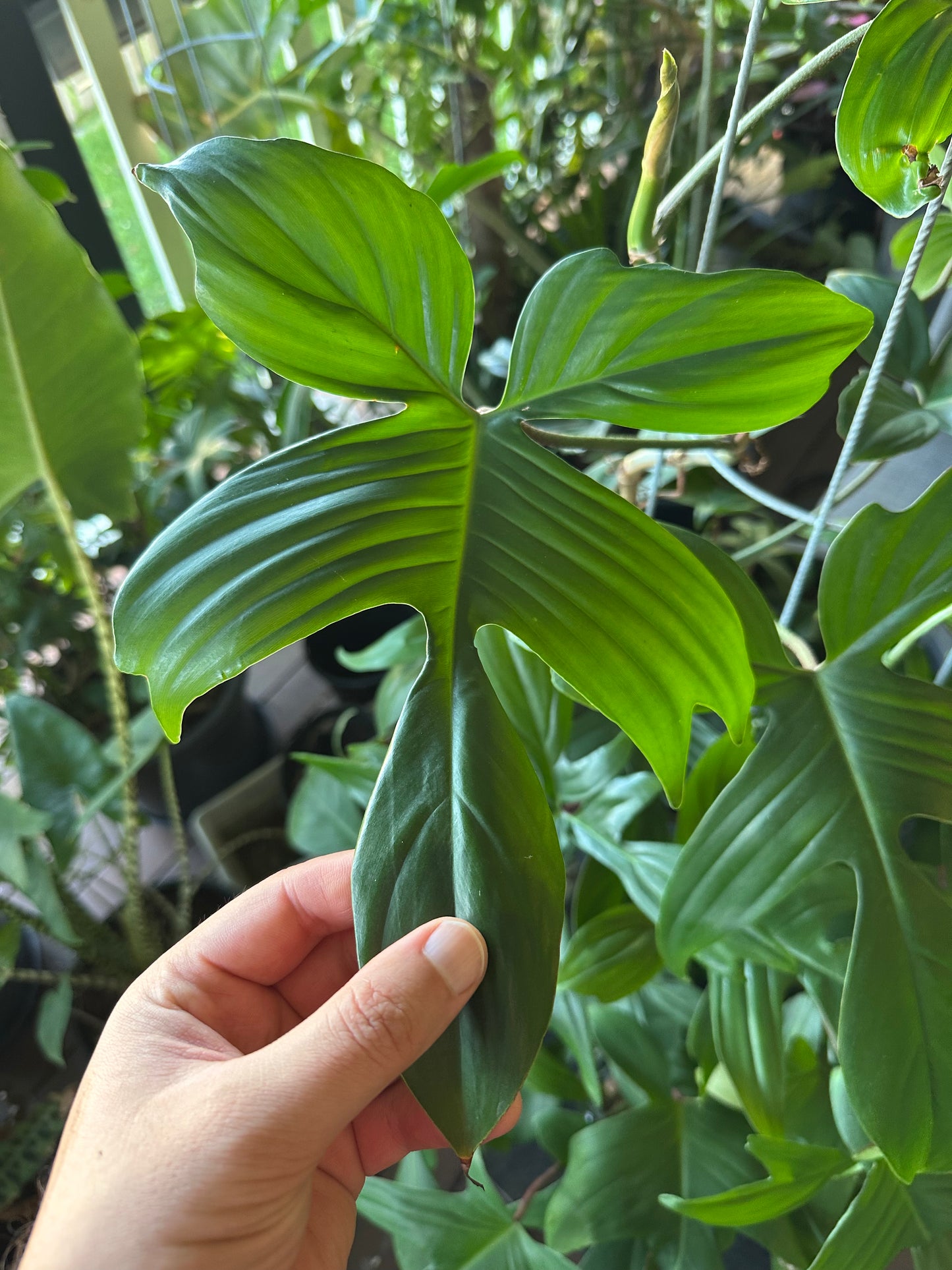 Philodendron Florida Rudolph Cuttings