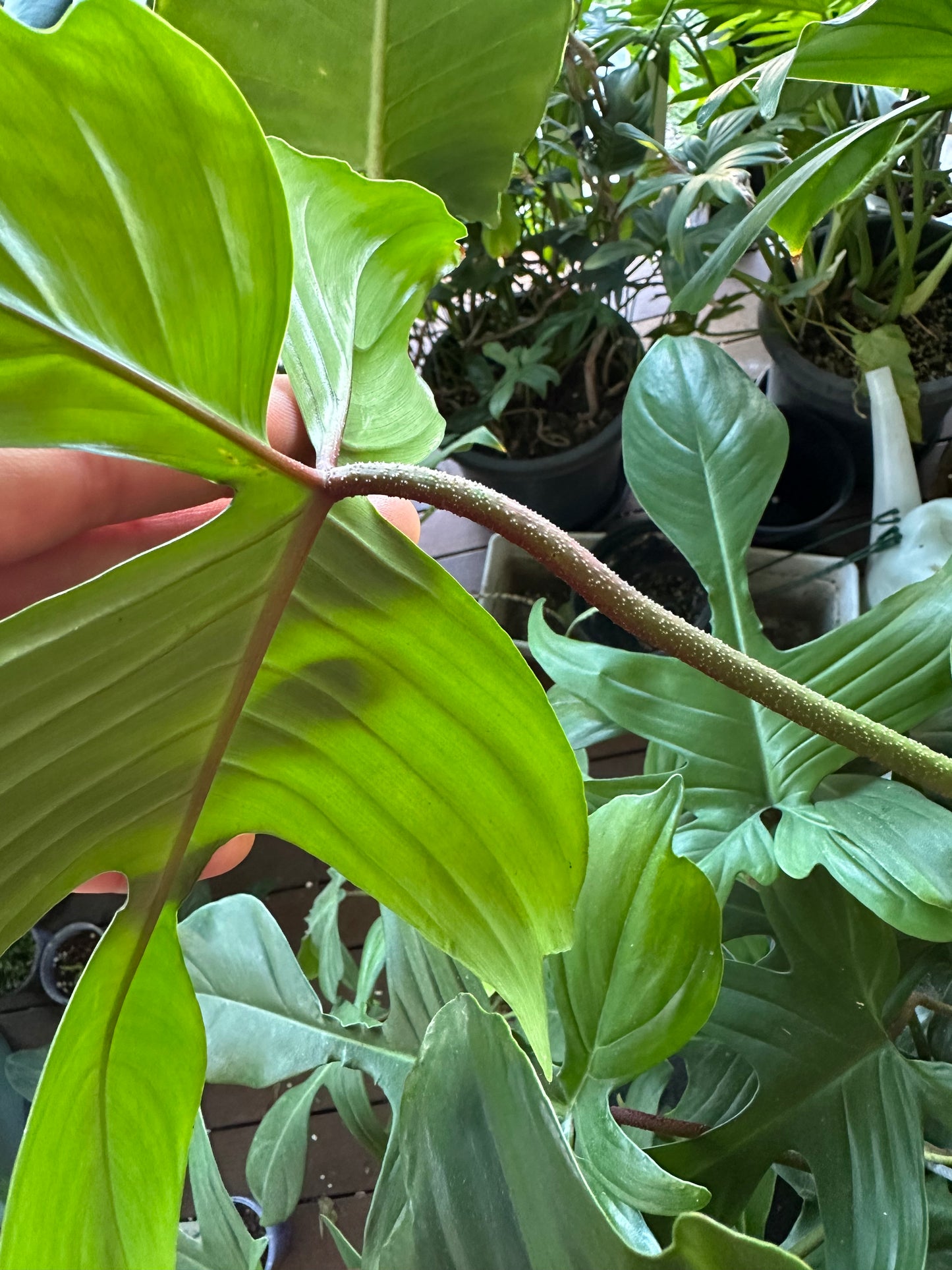Philodendron Florida Rudolph Cuttings